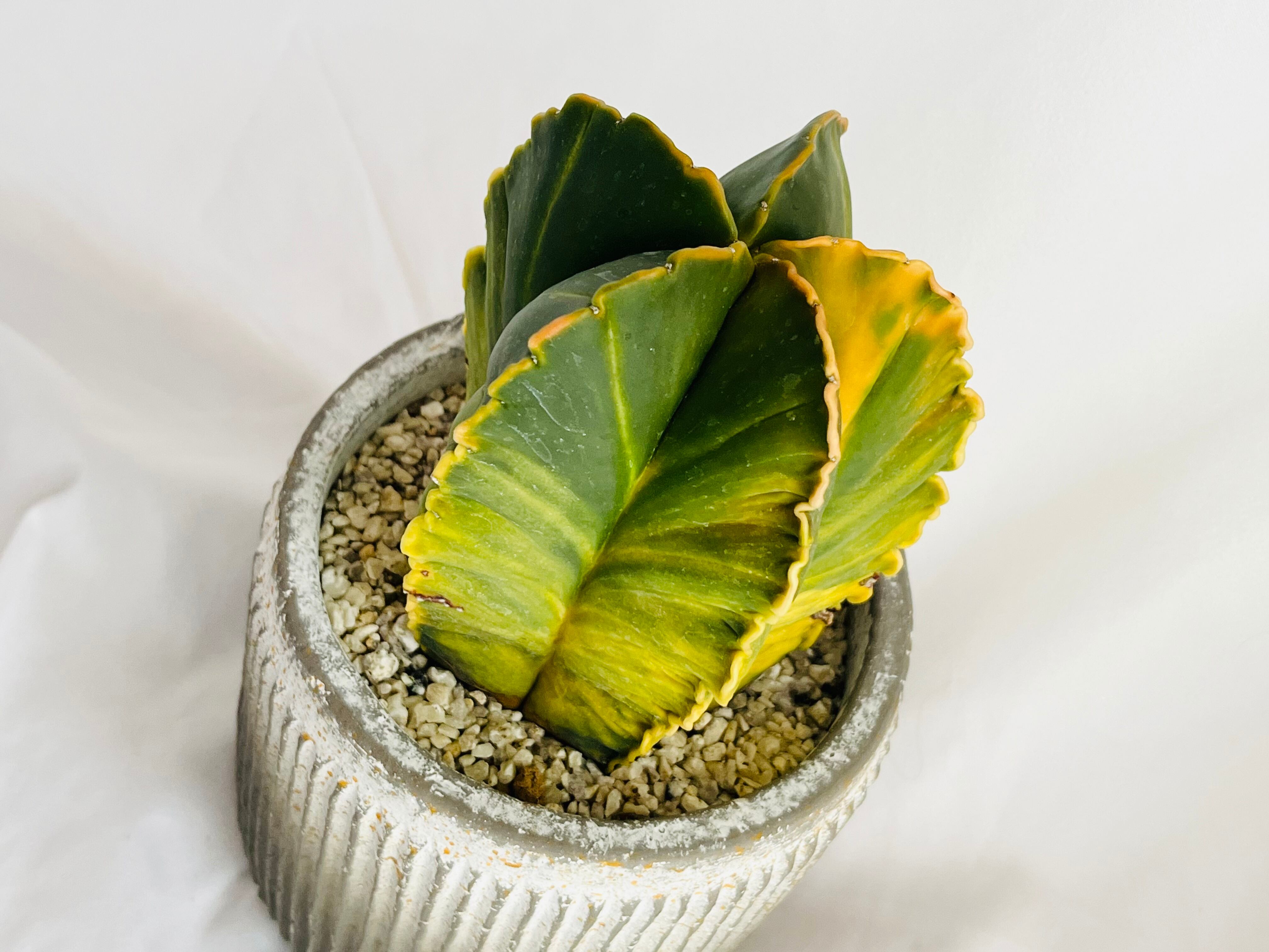 CO☆101 アストロフィツム 紅葉ヘキラン×亀甲ランポー7株・紅葉