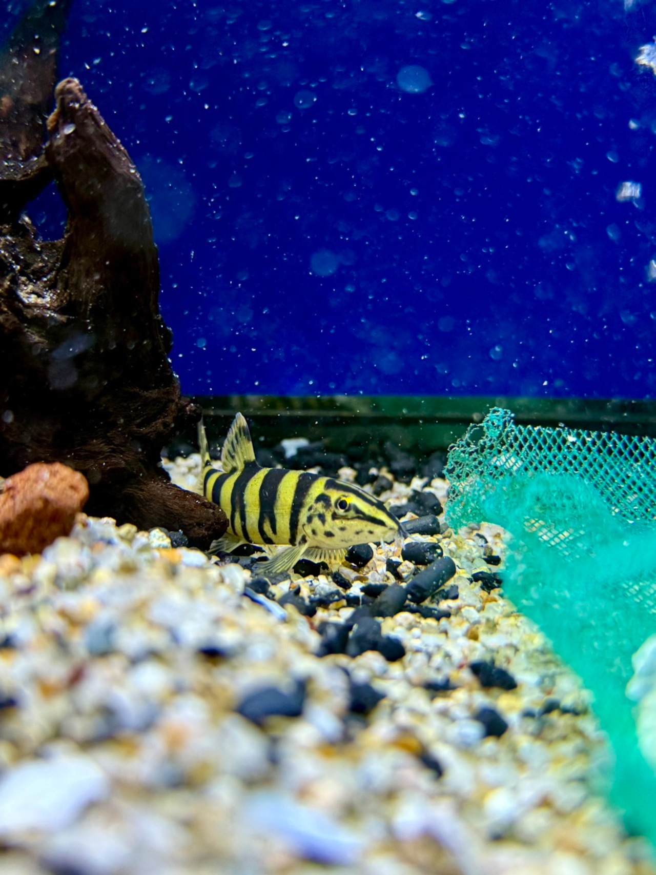 ボーシャ・ロブスタ - 3