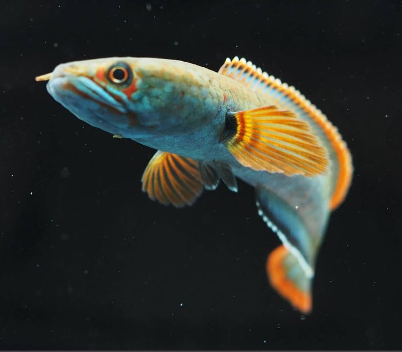 40eaaaa42ca7e4c8032ff1f3943d38