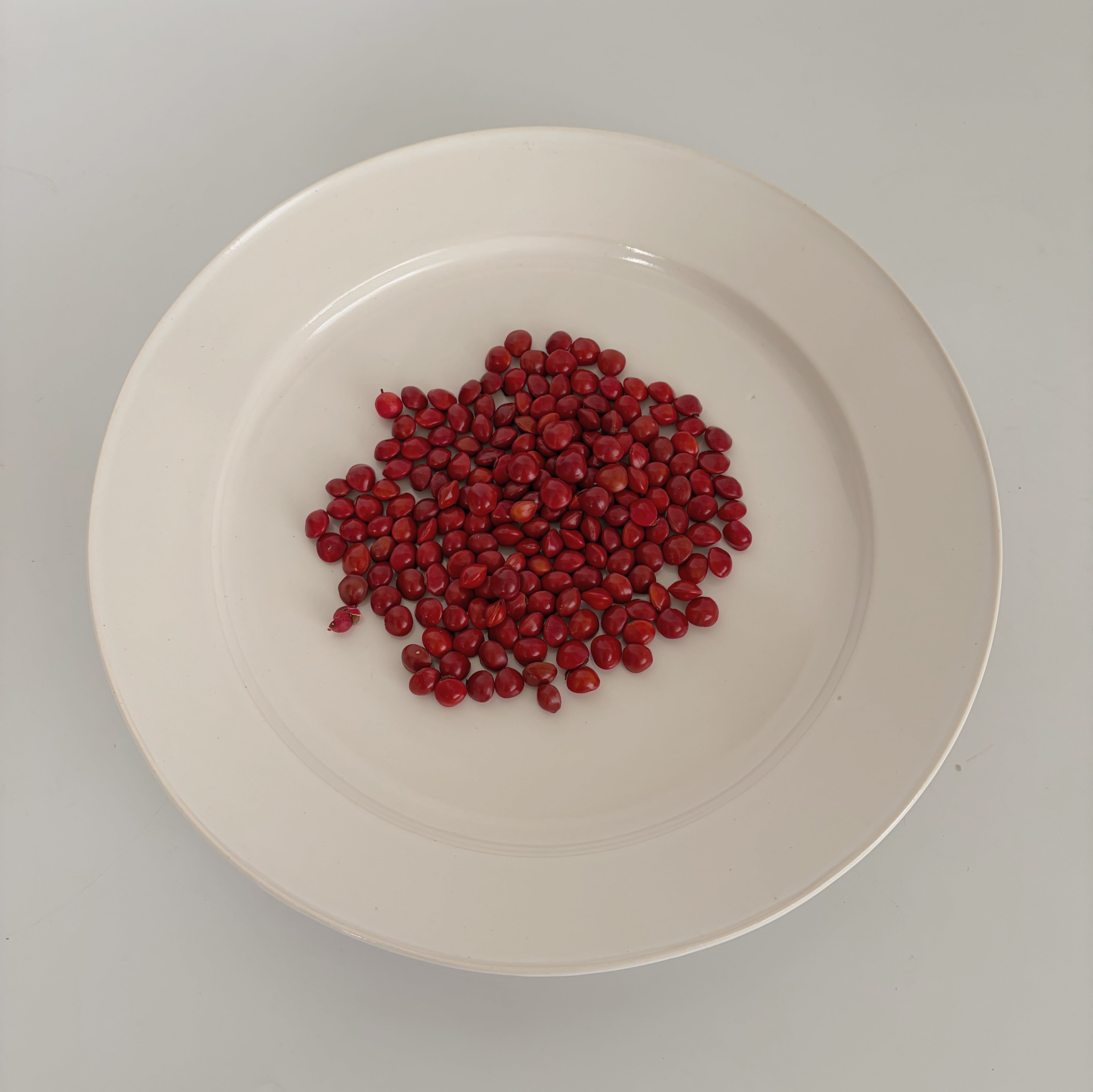 山本拓也　リム皿（Ｌ）