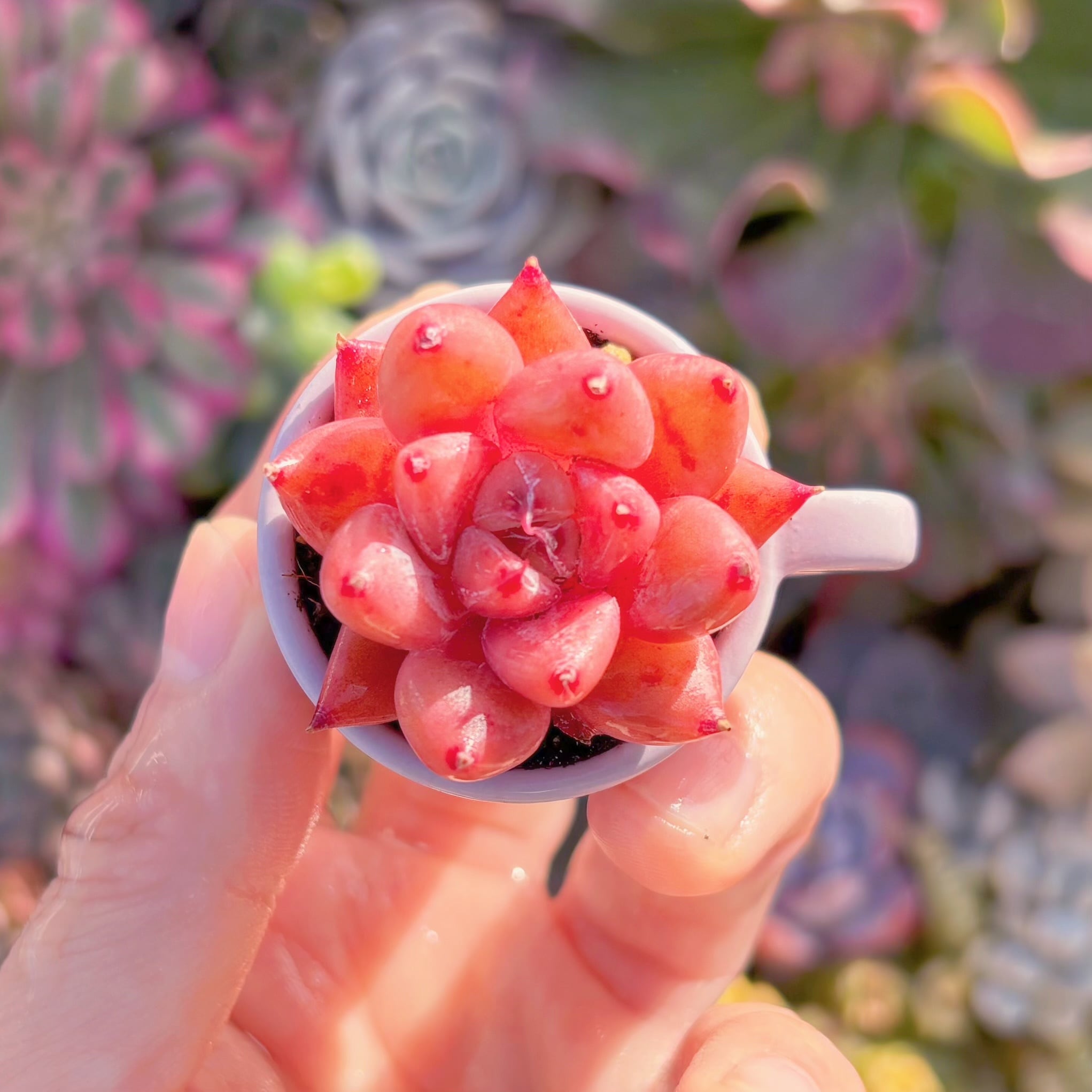 多肉植物　アイスシュガークリスタル　新入荷　るる農園