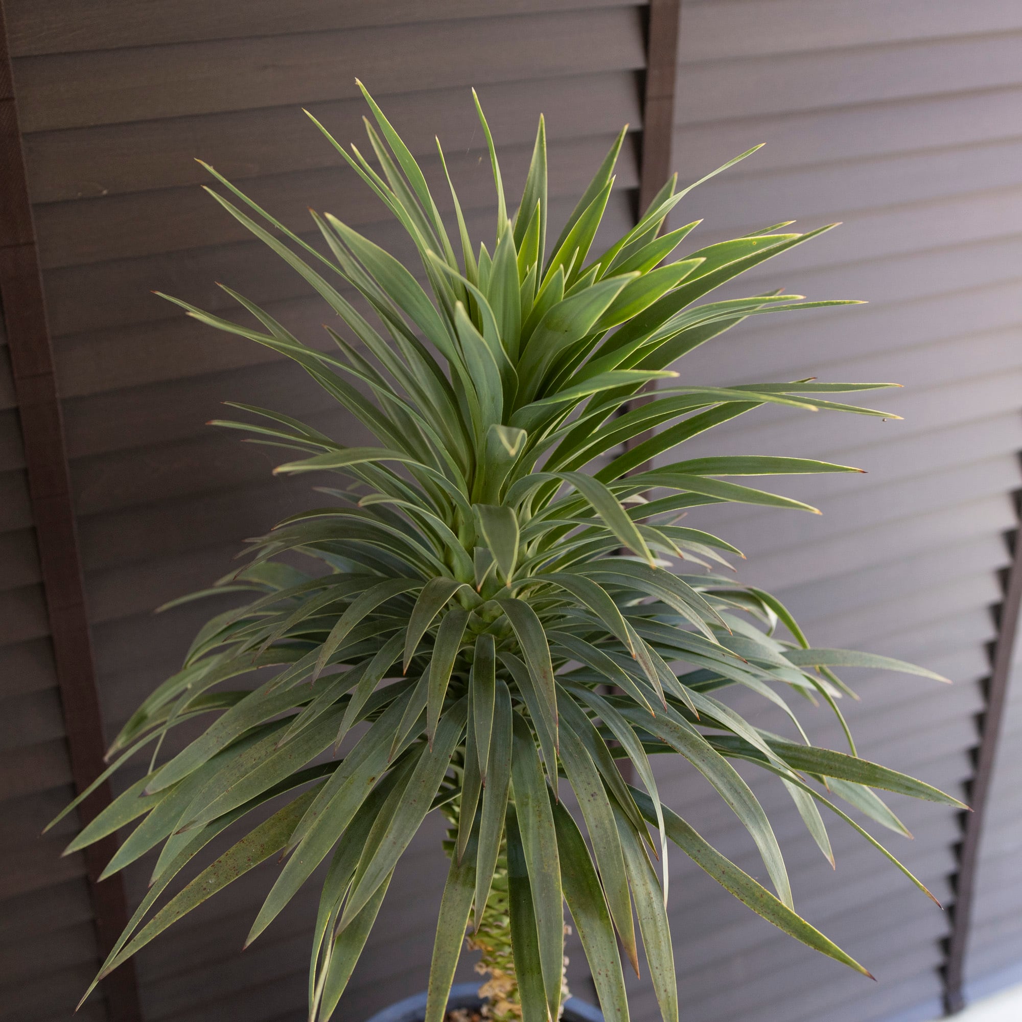 ユッカ デスメティアーナ Yucca Desmetiana 9号 陶器鉢 ヤシ 0628NV