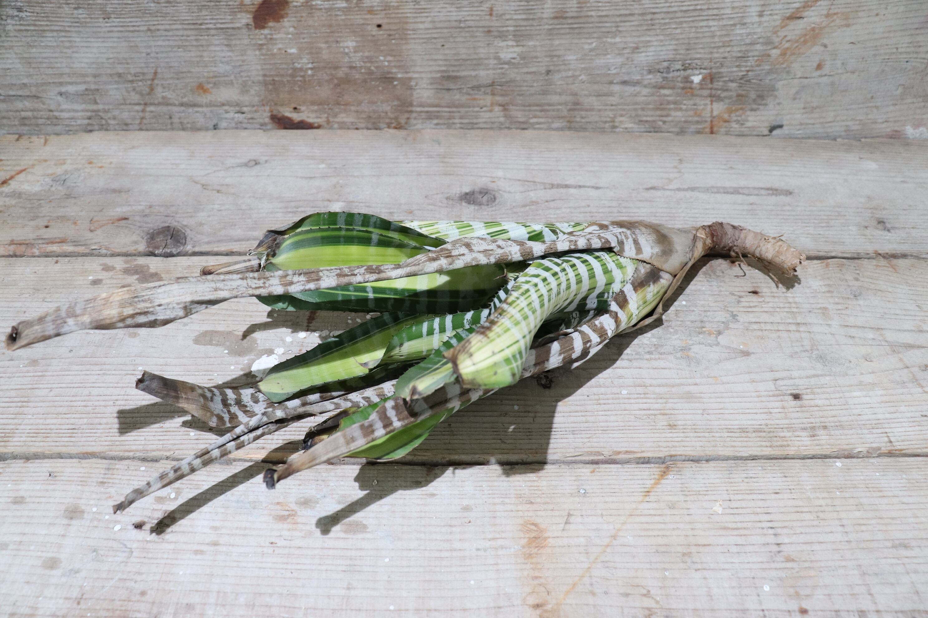 送料無料】Aechmea 'Samurai'〔エクメア〕現品発送A0007 | plane plants