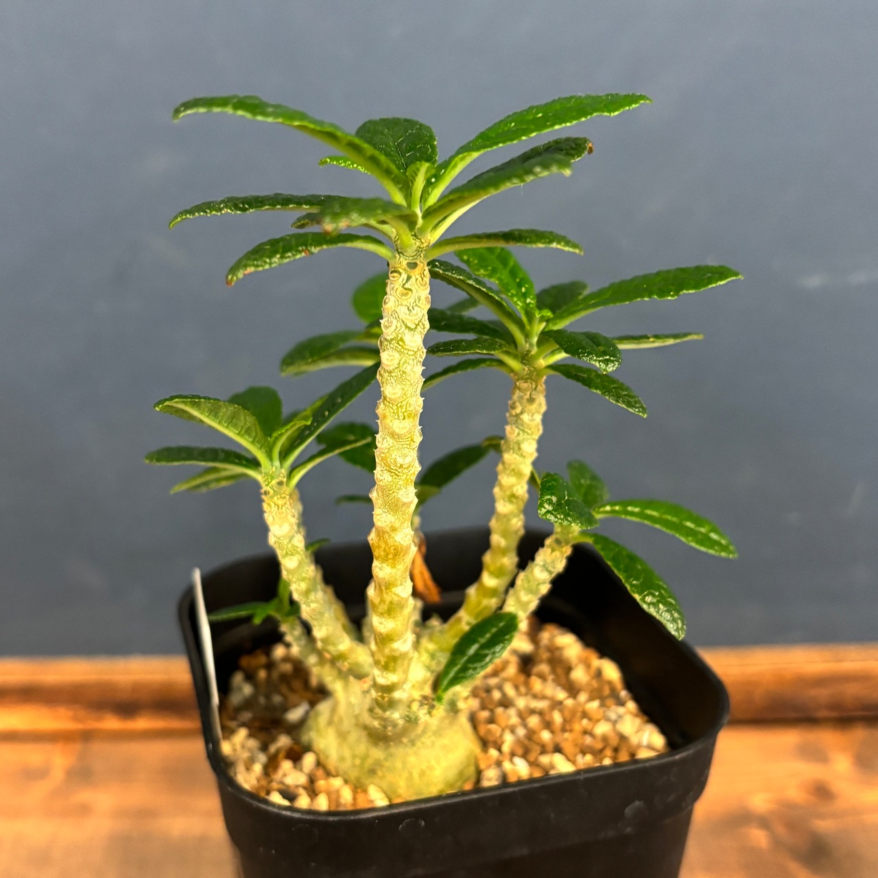 ドルステニア　ギガス【284】