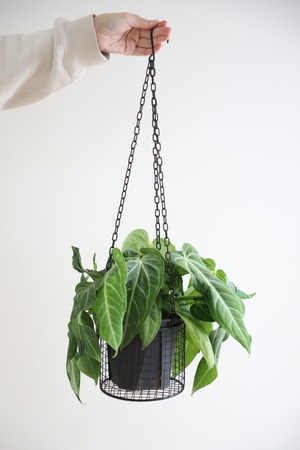 【M】アンスリウム ヴィレナオルム/anthurium