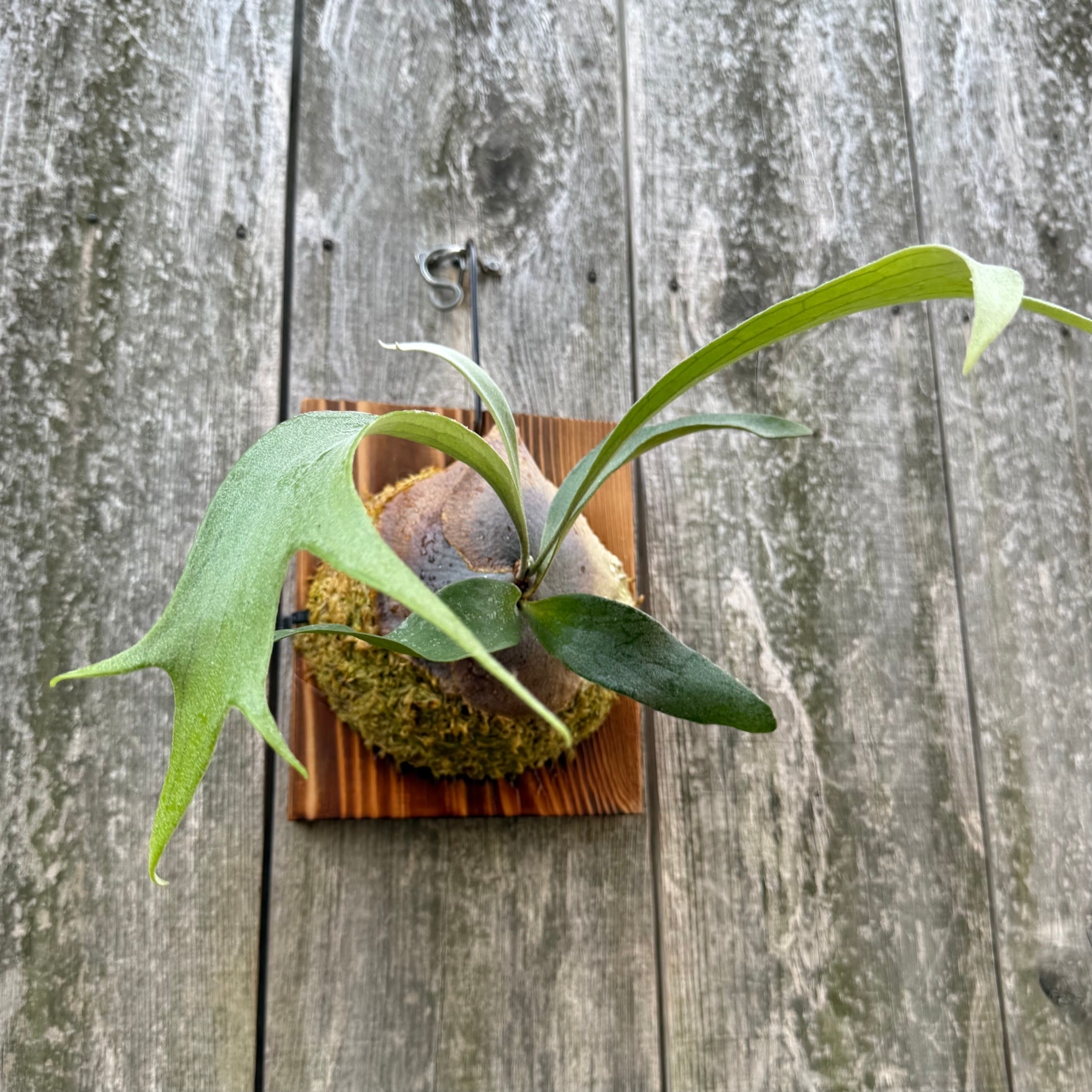 P.Kiyohime sporeling | naturefix