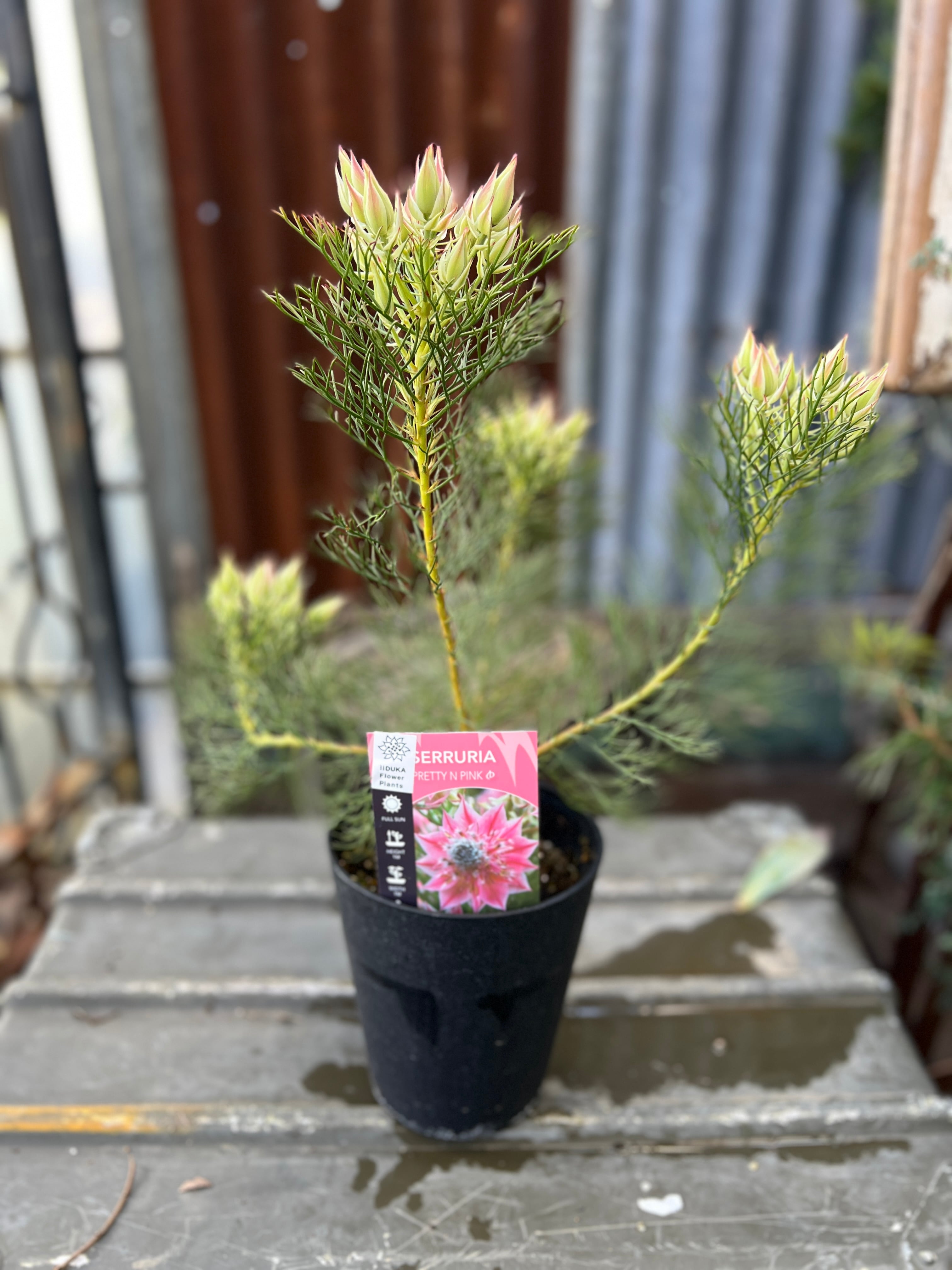 ジョーイセルリア プリティピンク③ | 沼ノ上農園