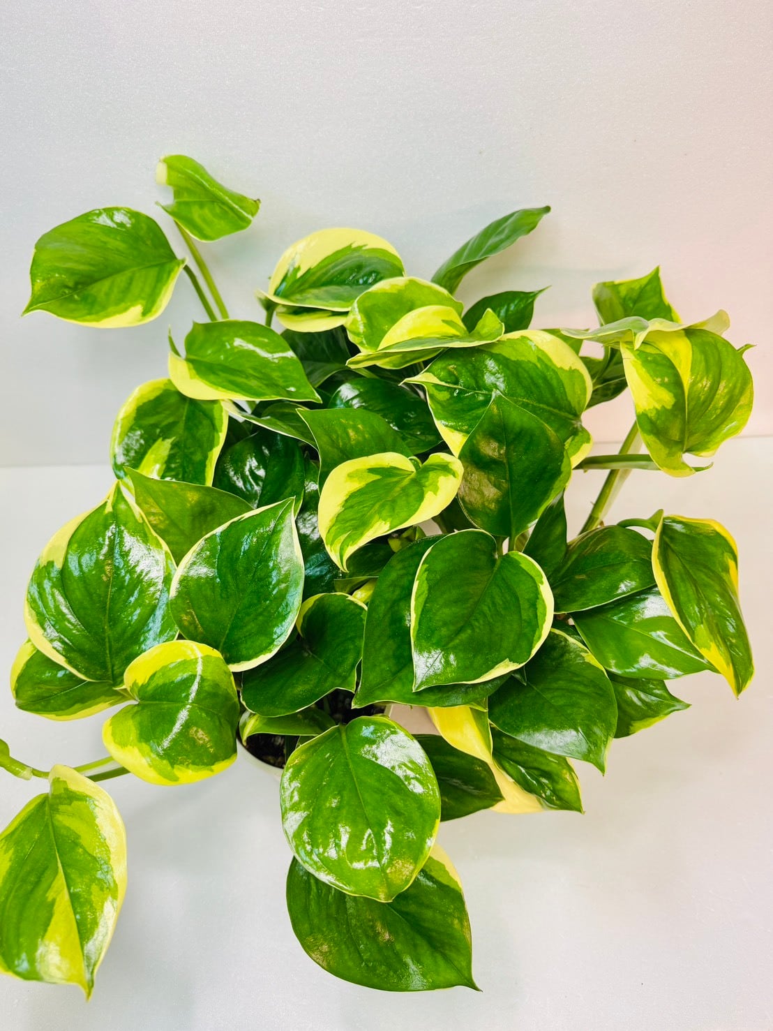 ポトス・AWドリーム 4号 お買得！ | 観葉植物と雑貨のお店 VIVAGREEN