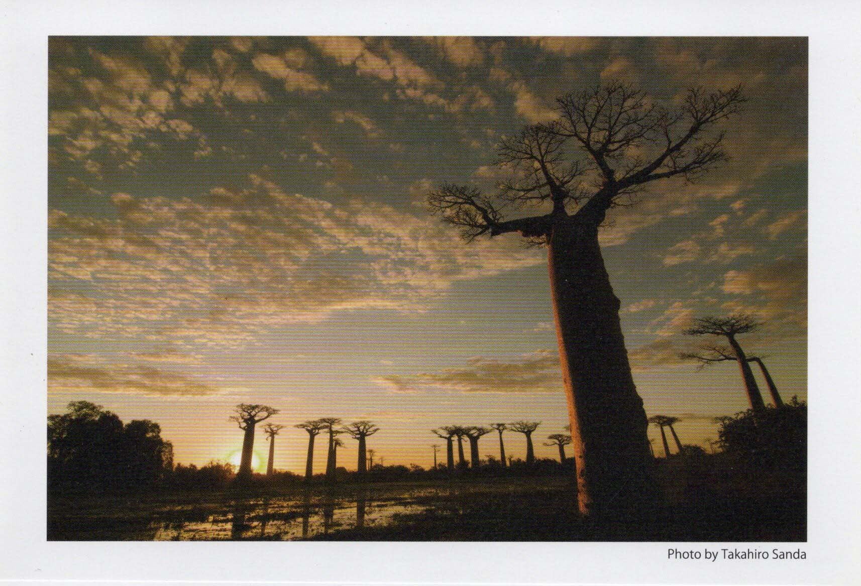 三田崇博世界遺産ポストカード絵葉書【バオバブの並木道／マダガスカル