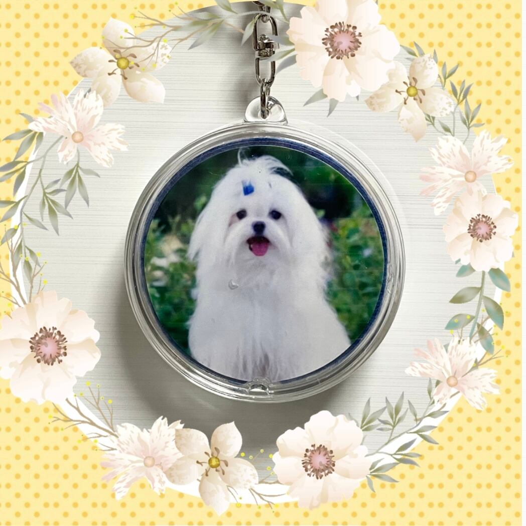 犬の形状アクリルキーホルダー 犬の形状アクリルキーホルダー 犬の形状アクリルキーホルダー メール便