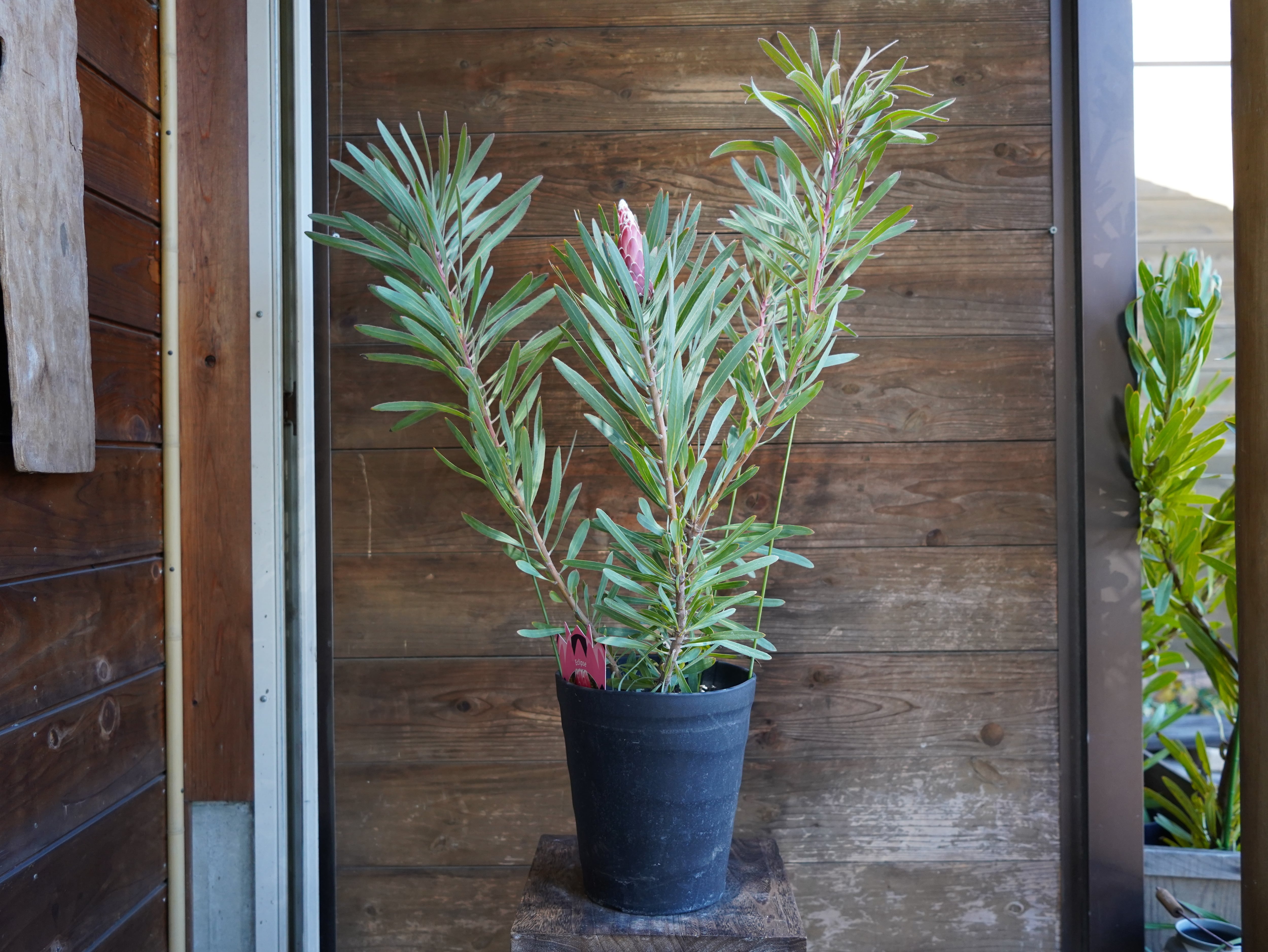 【現物】プロテア　”エクリプス”　