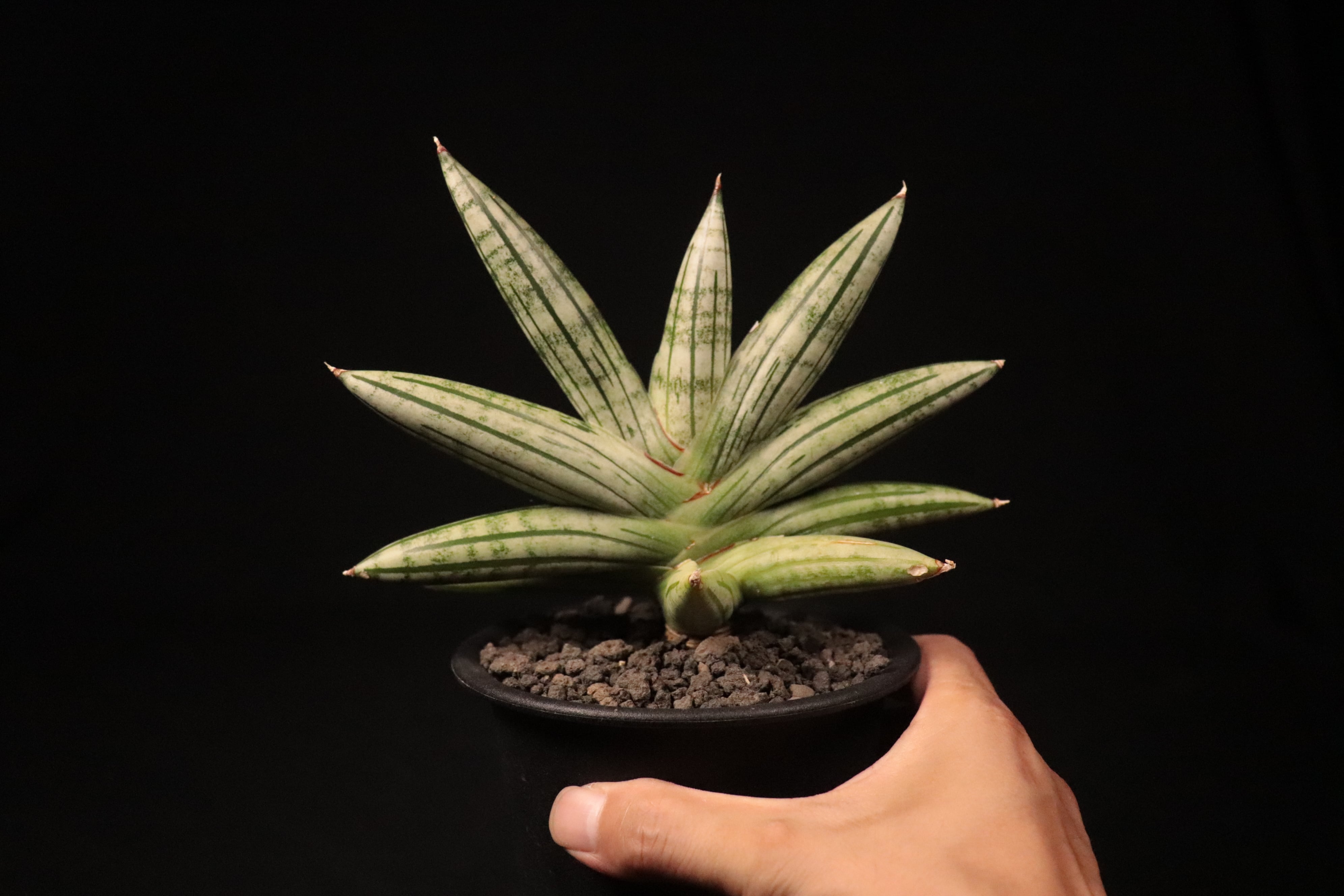 送料無料】Sansevieria 'Fatman'〔サンセベリア〕現品発送S0014