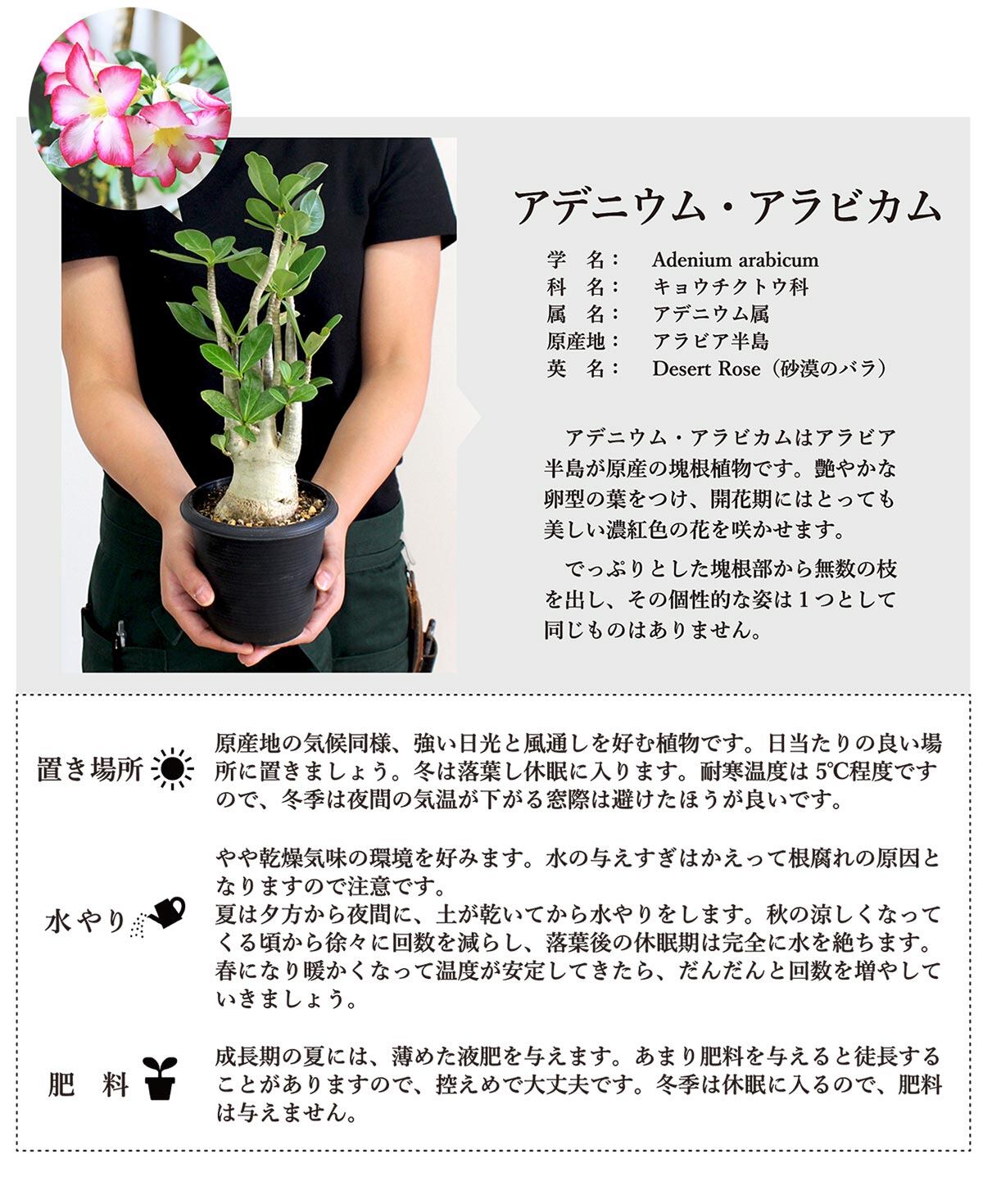 アデニウム3 5号 コウモリラン5号 2点セット 京橋植物園