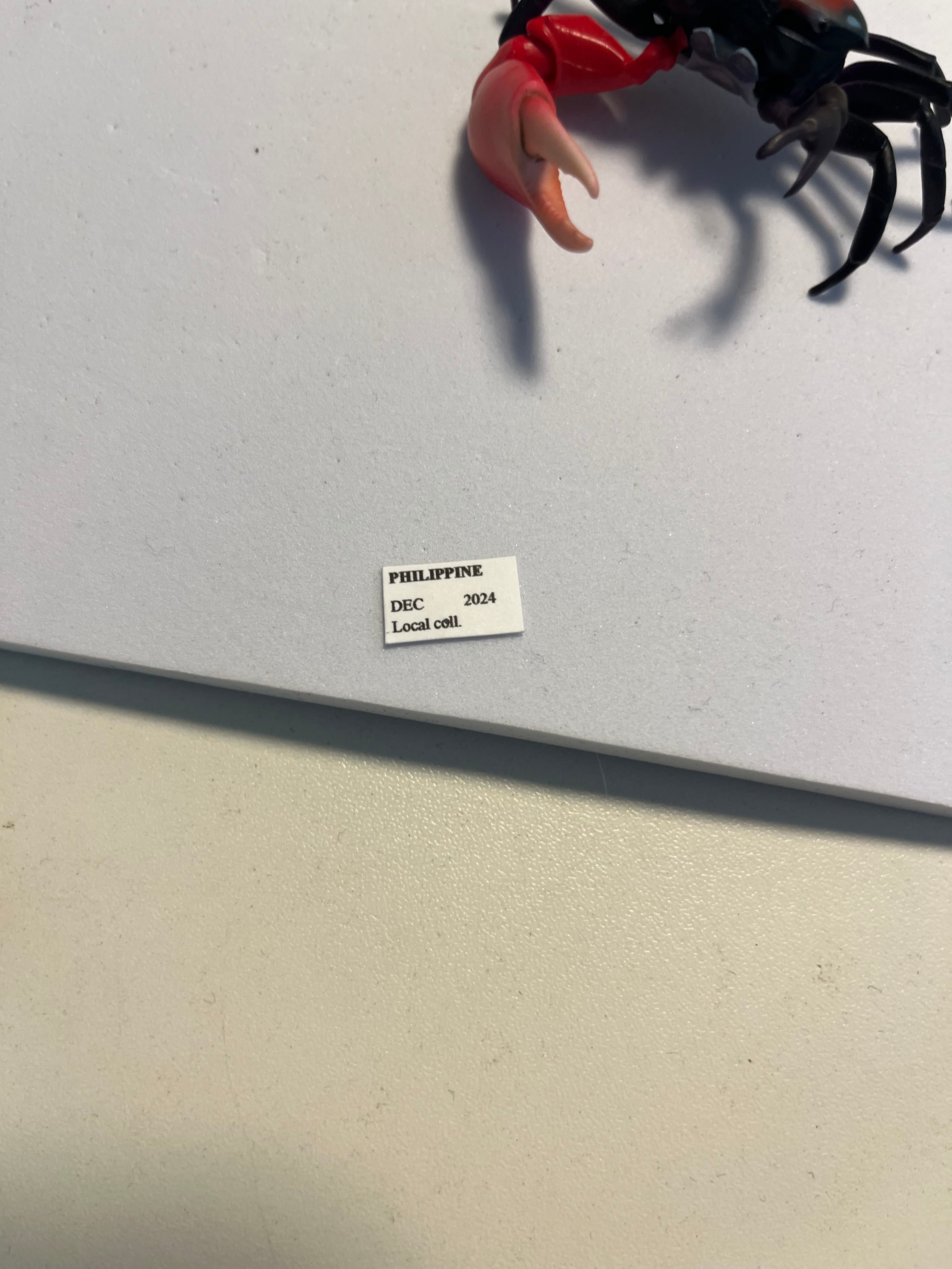 【色残抜群】ベニシオマネキ かに カニ 蟹 ガニ シャコ エビ ロブ 昆虫標本 色残抜群】ベニシオマネキ かに カニ 蟹 ガニ シャコ エビ ロブ 昆虫