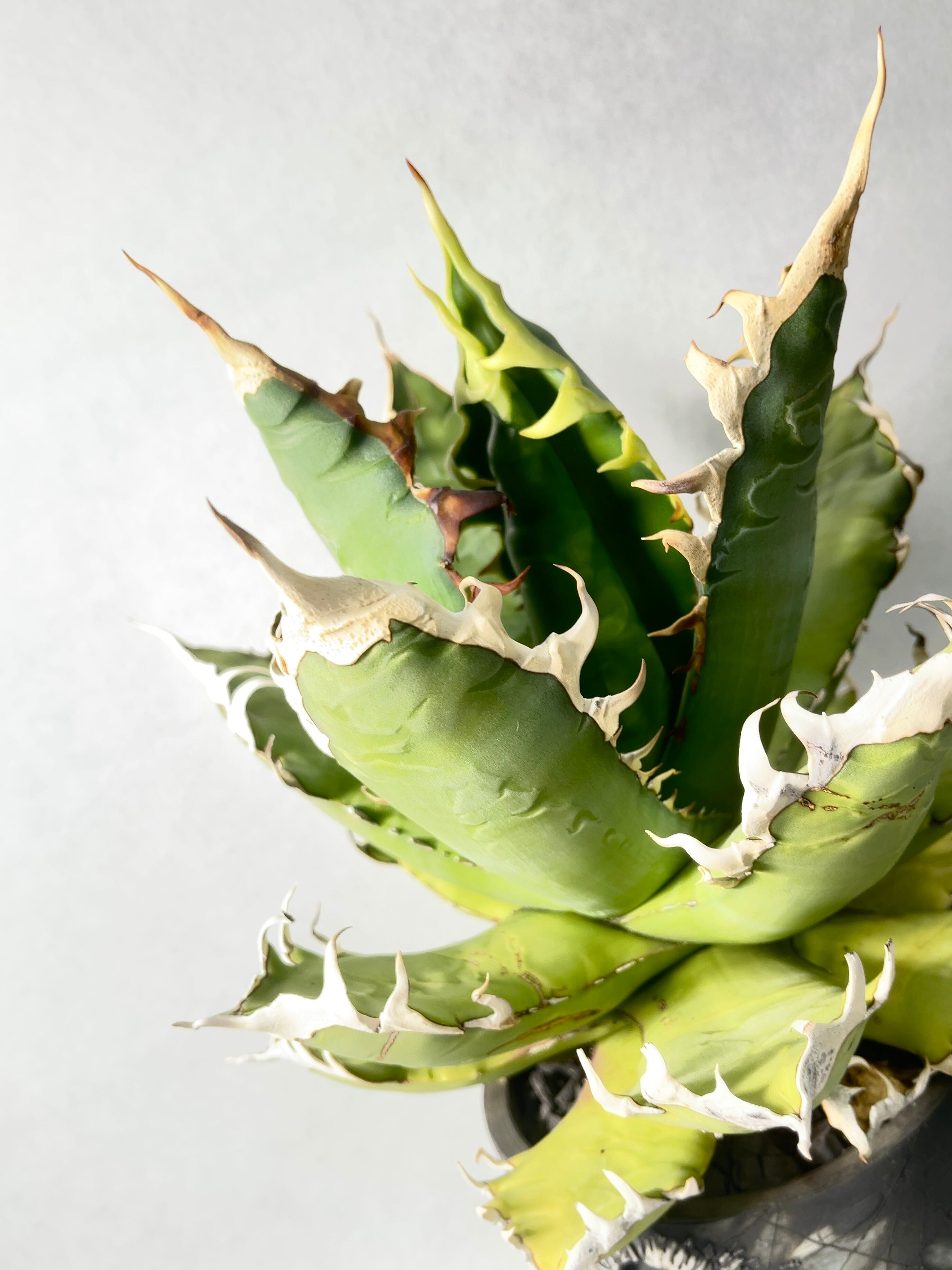 おまとめ専用　アガベ　オアハカオテロイ　オアハカ犀　ブラックファイヤー おまとめ専用 アガベ オアハカオテロイ オアハカ犀 ブラックファイヤー