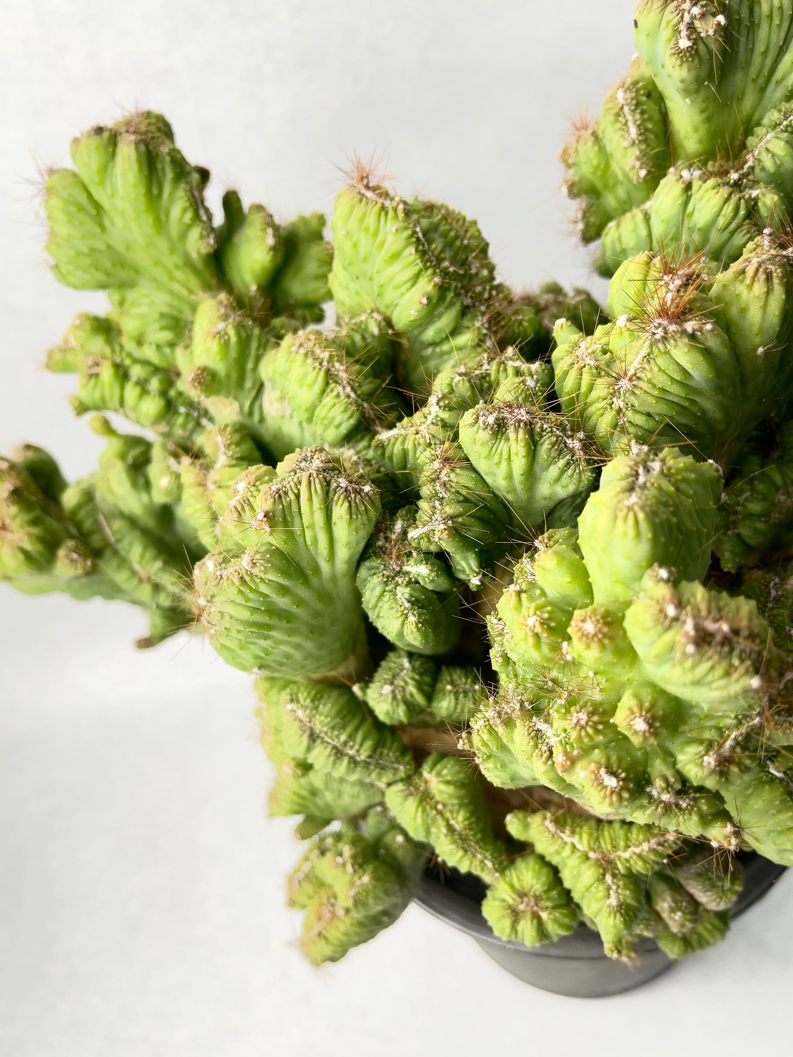 セレウス・残雪獅子 | trigger