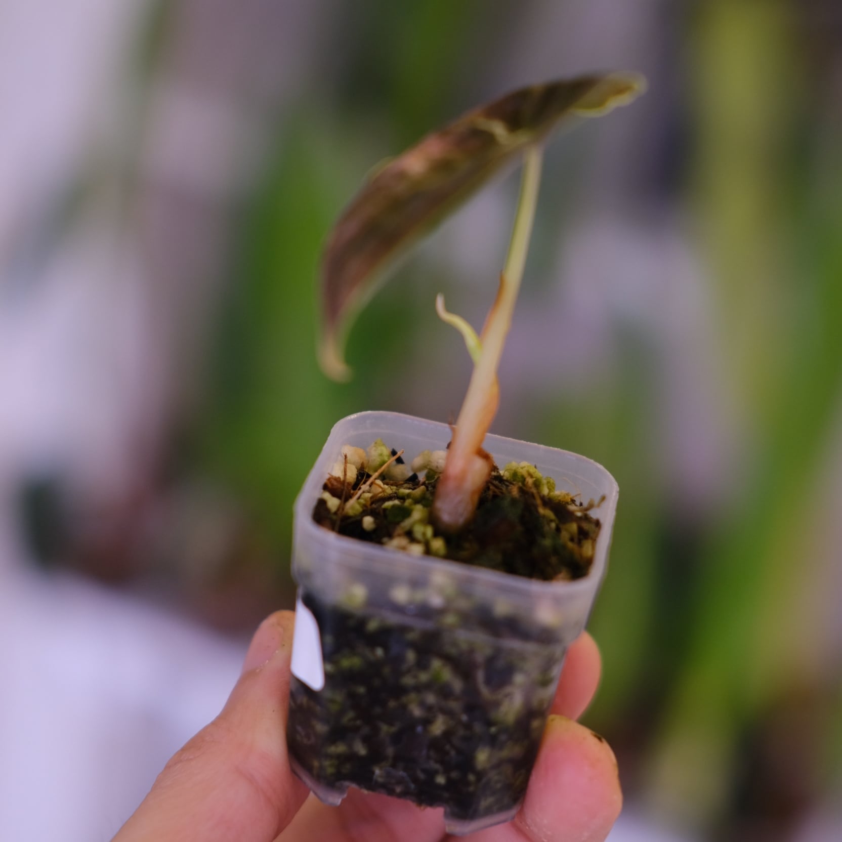 アロカシア アズラニー オーレア│Alocasia azlanii aurea varigated