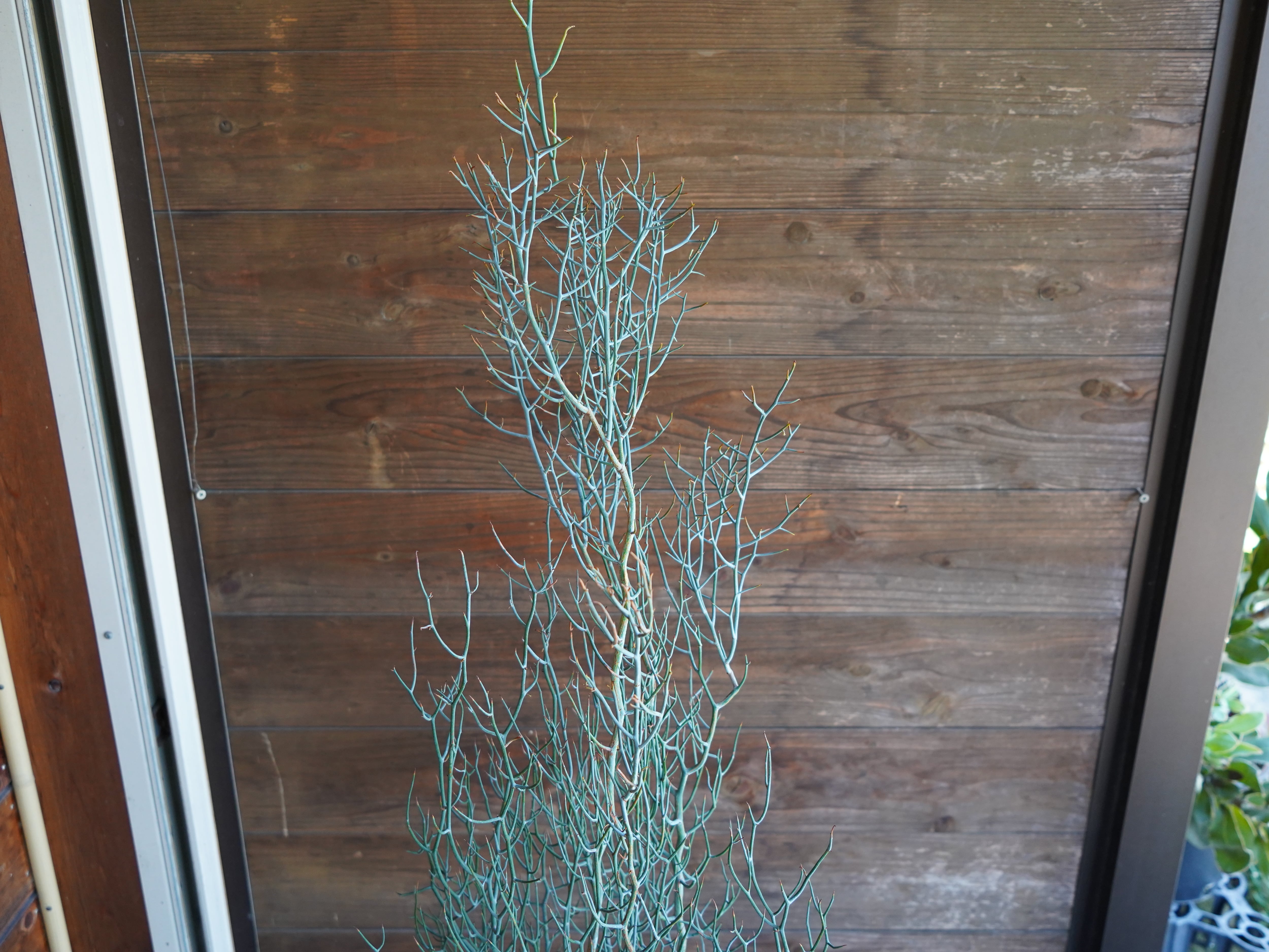 【現物】アカシア　"スピネセンス"(スピニーワトル)