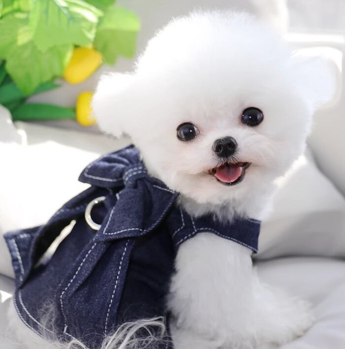 猫 ドッグ 小型犬 ドッグウェア 室内着 ベスト ストレート 袖無し 一体型 デニム風 ステッチ かわいい シンプル カジュアル おしゃれ かっこいい ラフ ボーイッシュ スポーティー ヴィンテージ クラシカル アメリカン カントリー 無地 春 夏 ロングシーズン サマーシーズン 男の子 女の子 成犬 デート お出かけ アウトドア キャンプ 旅行 公園 休日 ガーデン カフェ ガーデン 散歩 ウォーキング 室内 おうち お揃い 双子 コーデ S M L XL 2XL