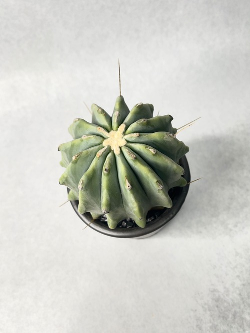 フェロカクタス・刺無王冠竜