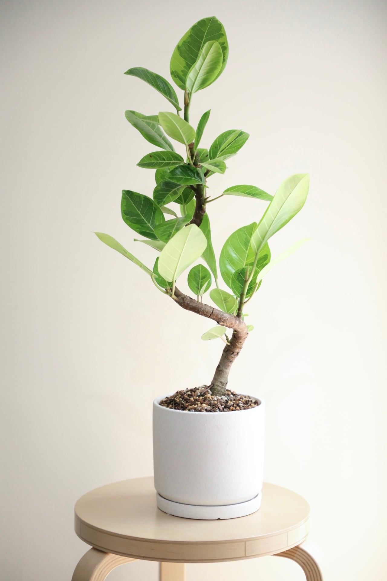 M】フィカス アルテシマ/Ficus | 【厳選植物・器】MIDORI DOUMEI 翠堂 M】フィカス アルテシマ/Ficus | 【厳選植物・器】MIDORI DOUMEI 翠堂