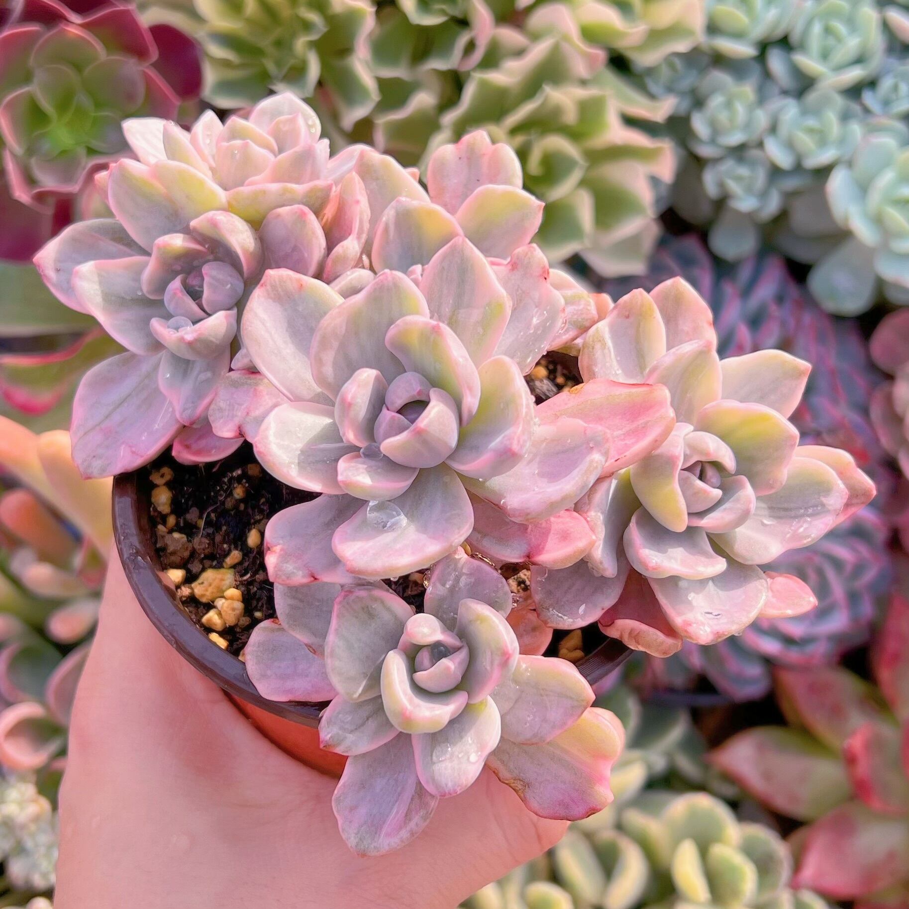 現品　リチャード錦#644   るる農園