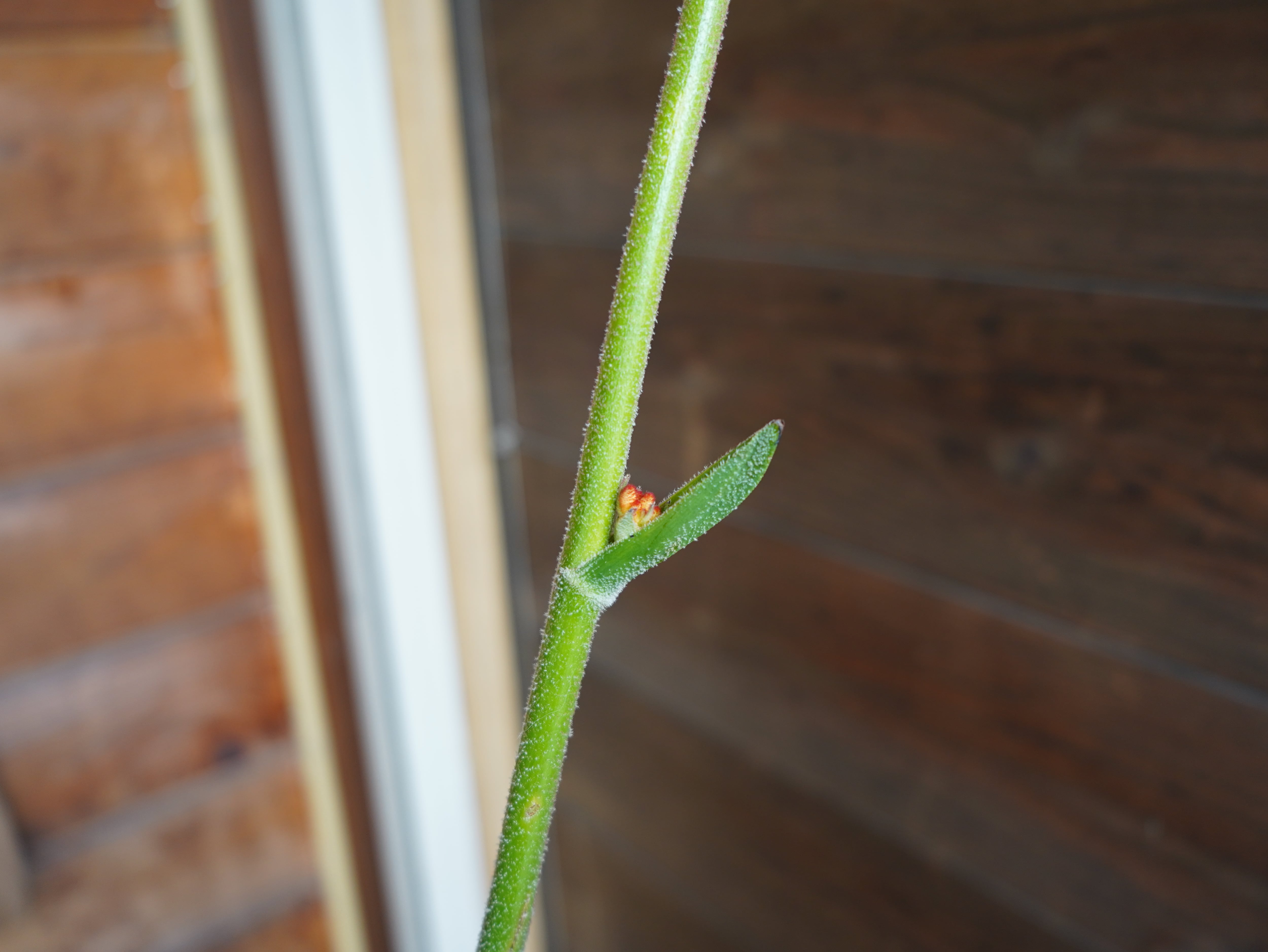 【現物】カンガルーポー ランドスケープ タンジェリン(オレンジ)
