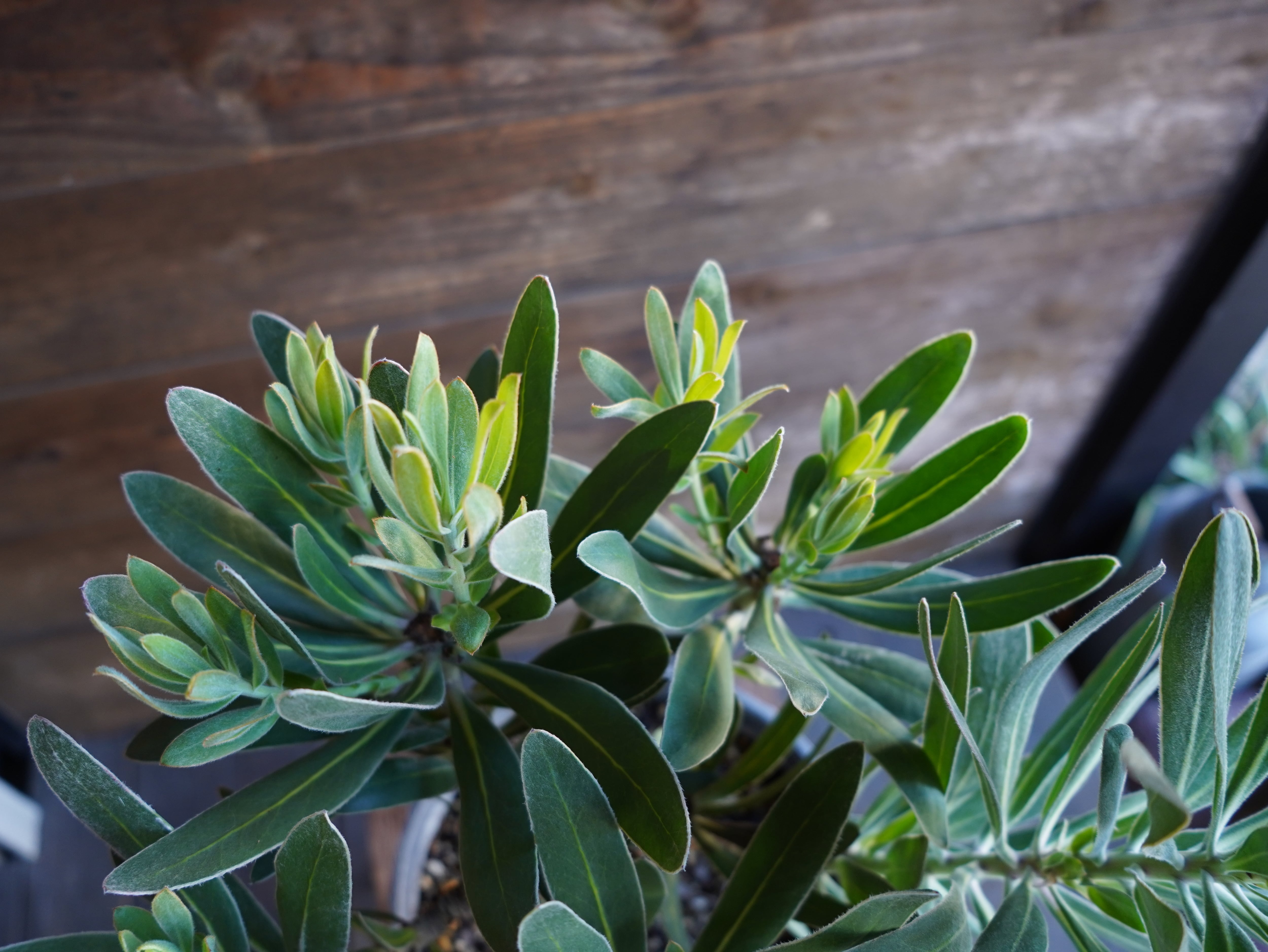 【現物】プロテア　”ピンクアイス”