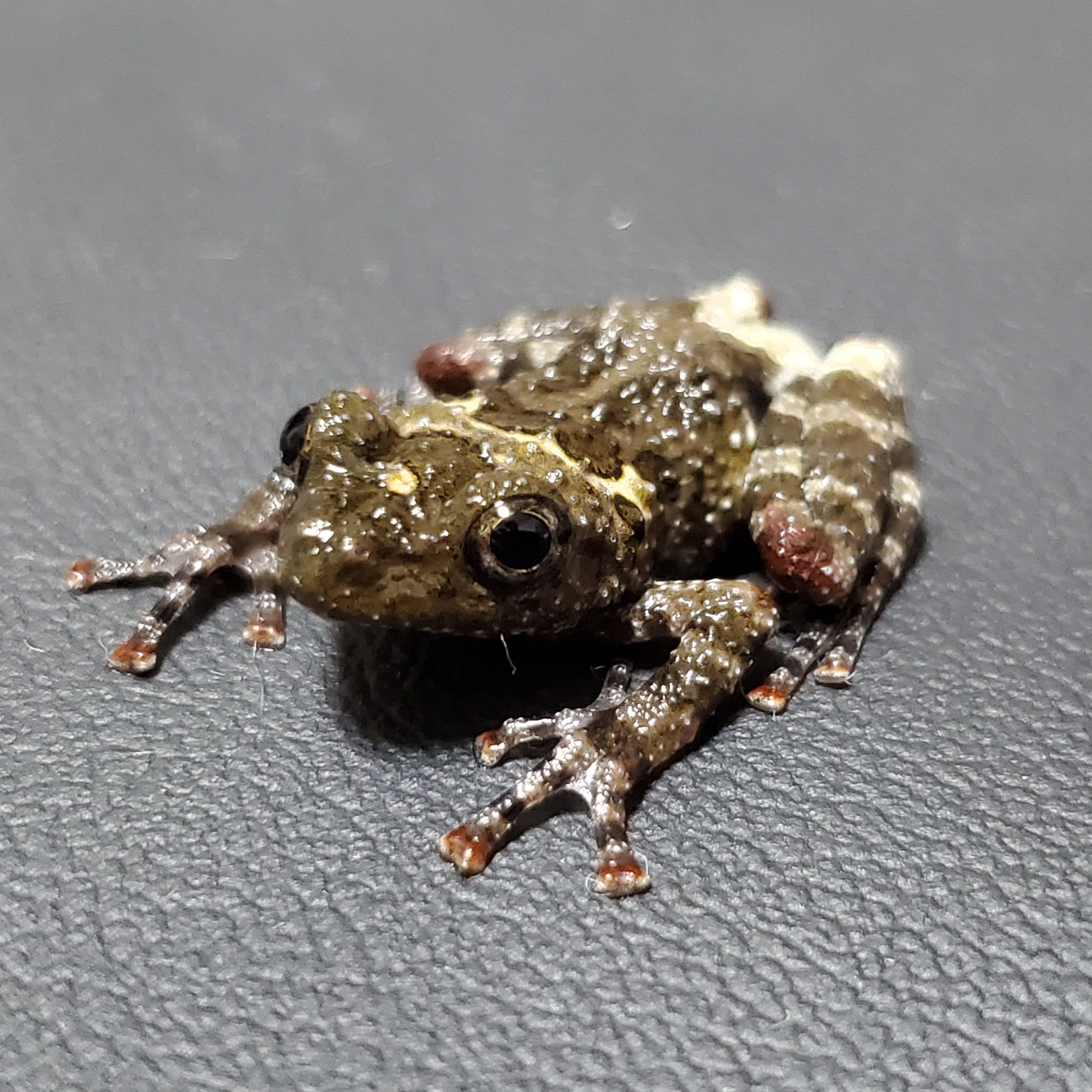 スピールフォーム　Spielform カタツムリとカエル ２　新品　入手困難 スピールフォーム Spielform ドイツ 木製 オストハイマー カタツムリ