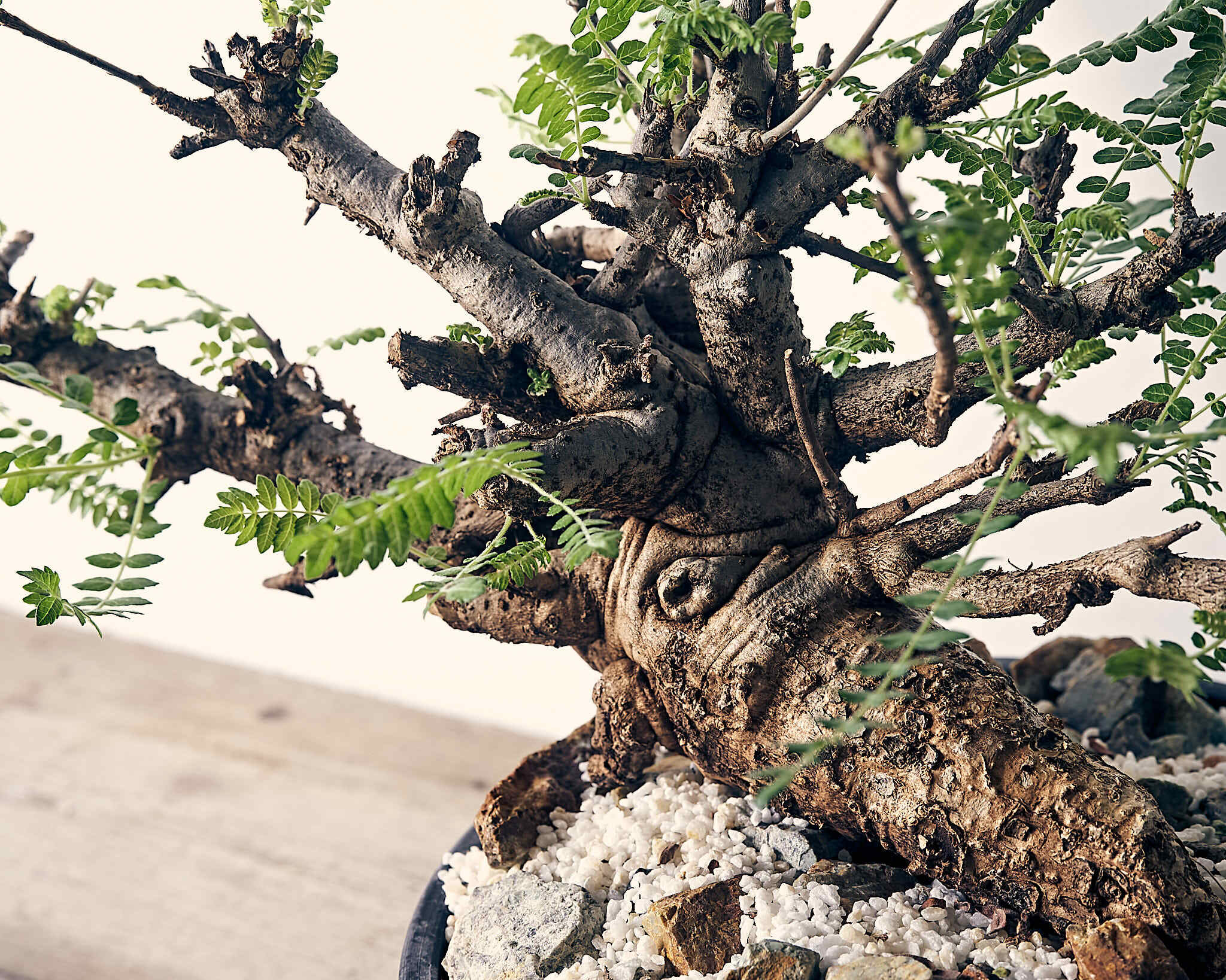 ボスウェリアネグレクタ boswellia neglecta (120サイズ） | いい日あたり