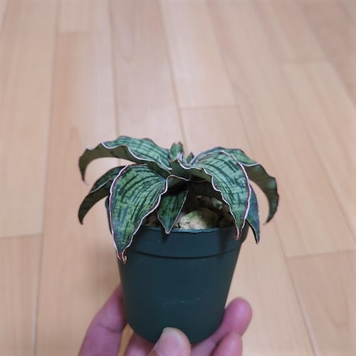 サンスベリア クレオパトラ 1 Sansevieria Cleopatra hyb