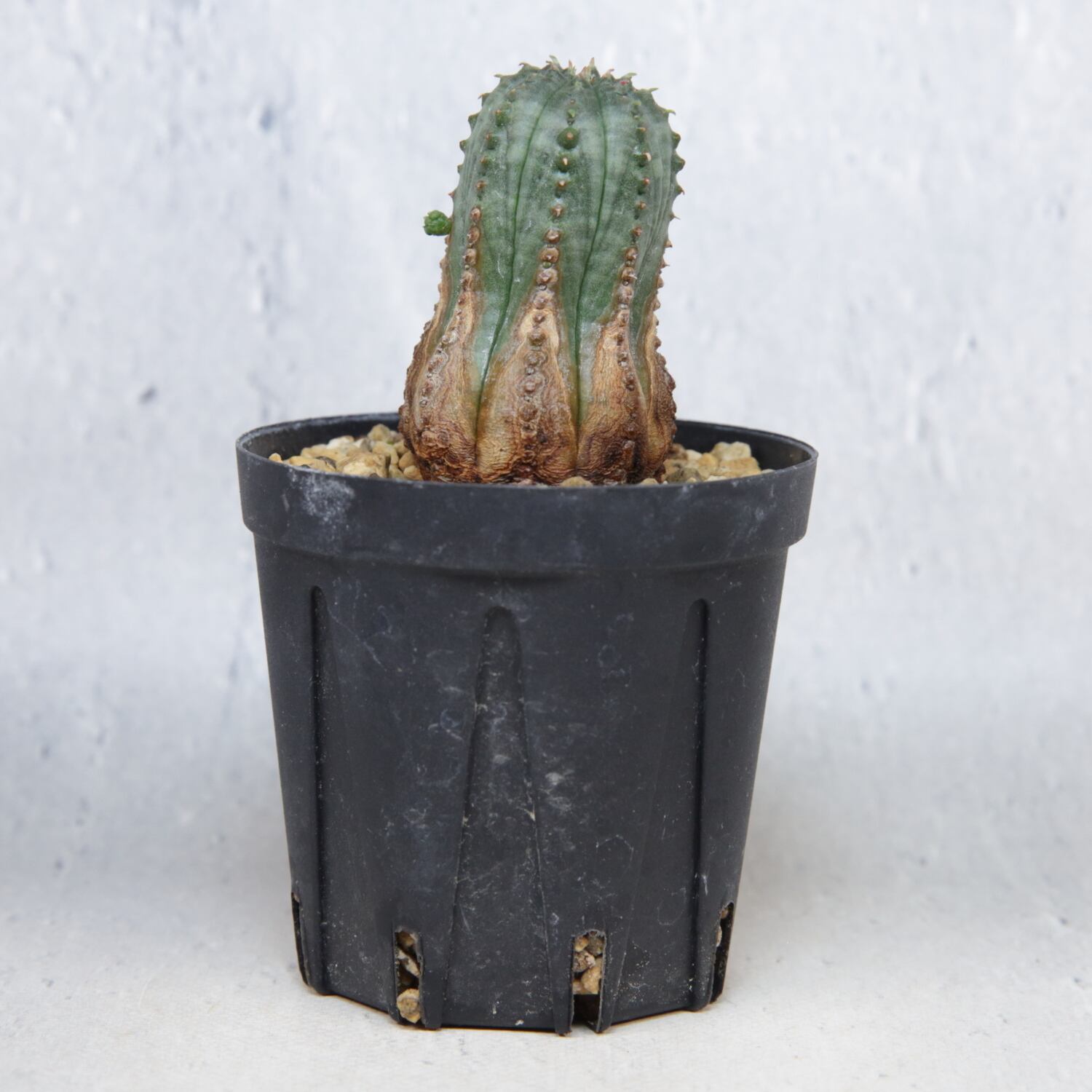 ユーフォルビア　オベサ錦　カキコ自根 カキコ株】木質化 オベサ / ユーフォルビア | LIGHTHOUSE.PLANTS