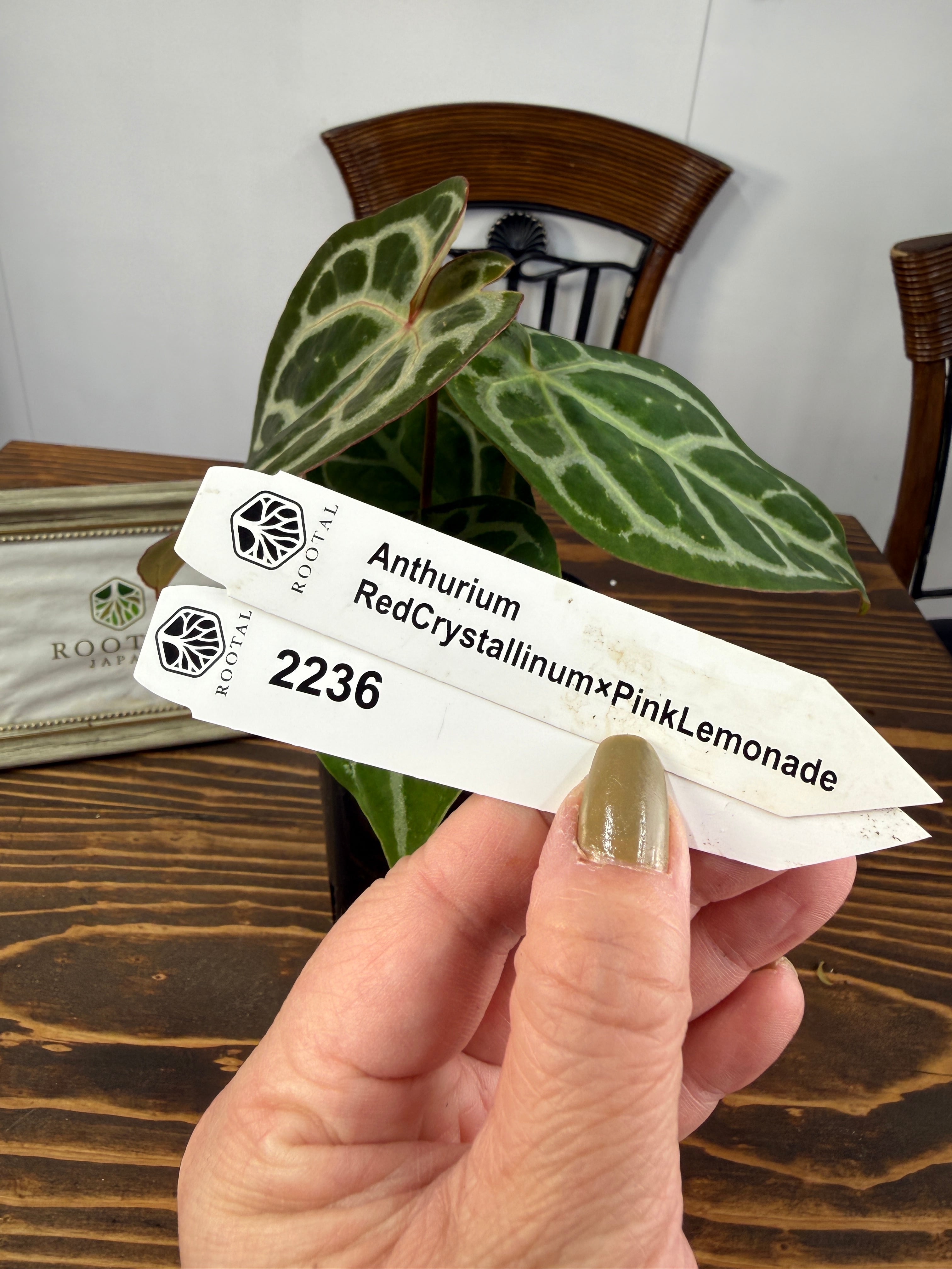 ★2236【赤脈ベルベット】アンスリウム ピンクレモネード×レッドクリスタリナム(3.5号ロングプラ鉢)