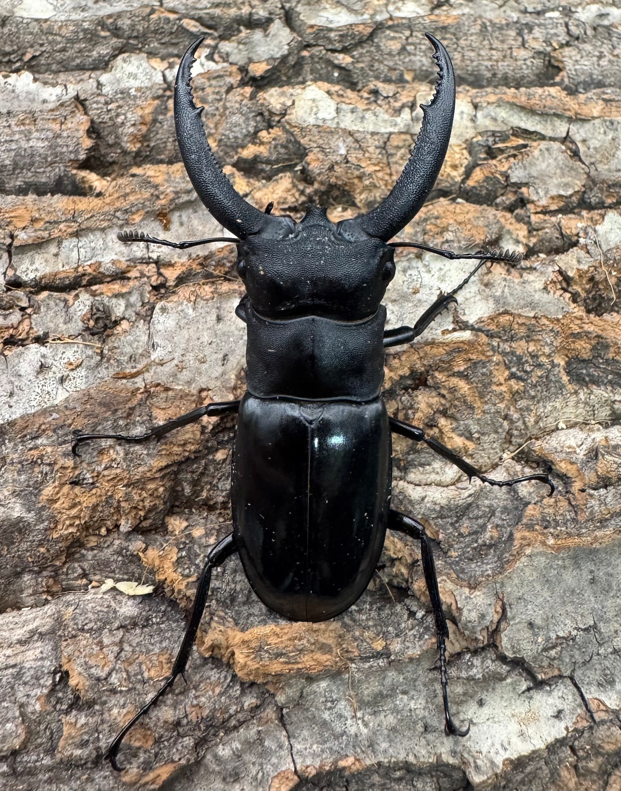 【WD】《リノケロスフタマタクワガタ 71mm ペア》