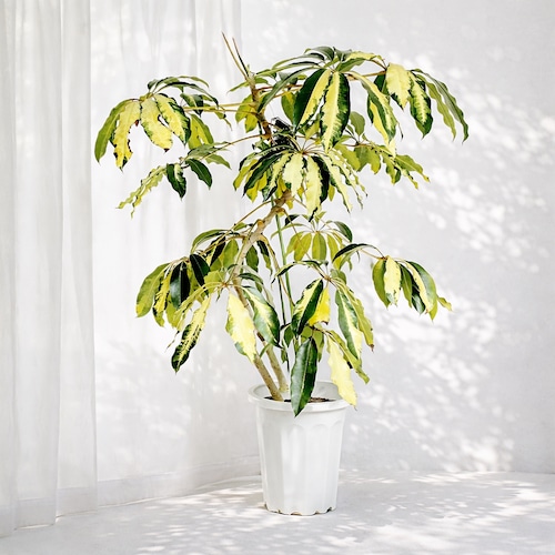 希少・斑入り｜ツピタンサス ゴールデンキング 10号 曲線美【立派な特大株】