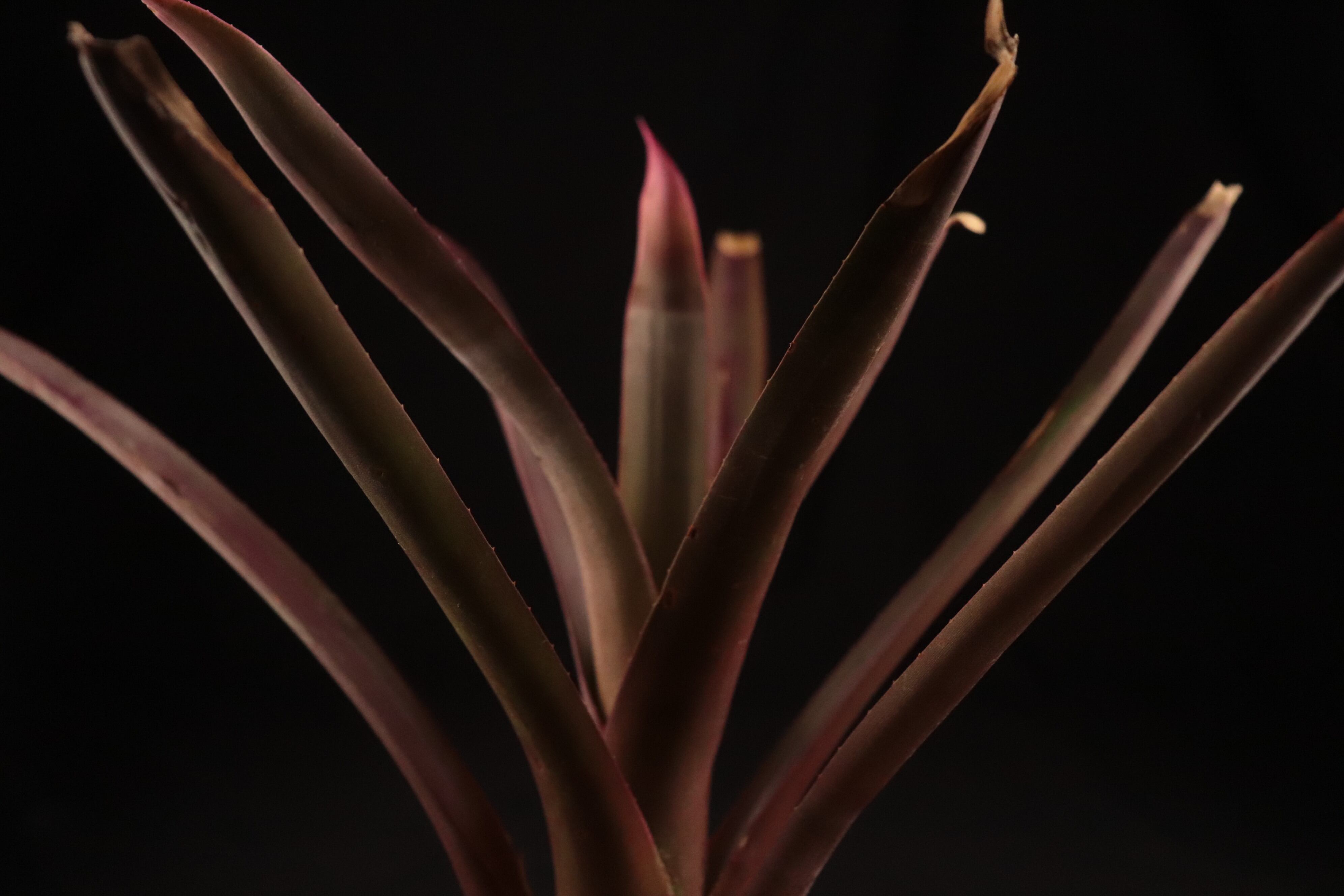 送料無料】Neoregelia bahiana Pink〔ネオレゲリア〕現品発送 送料無料】Neoregelia bahiana Pink〔ネオレゲリア〕現品発送