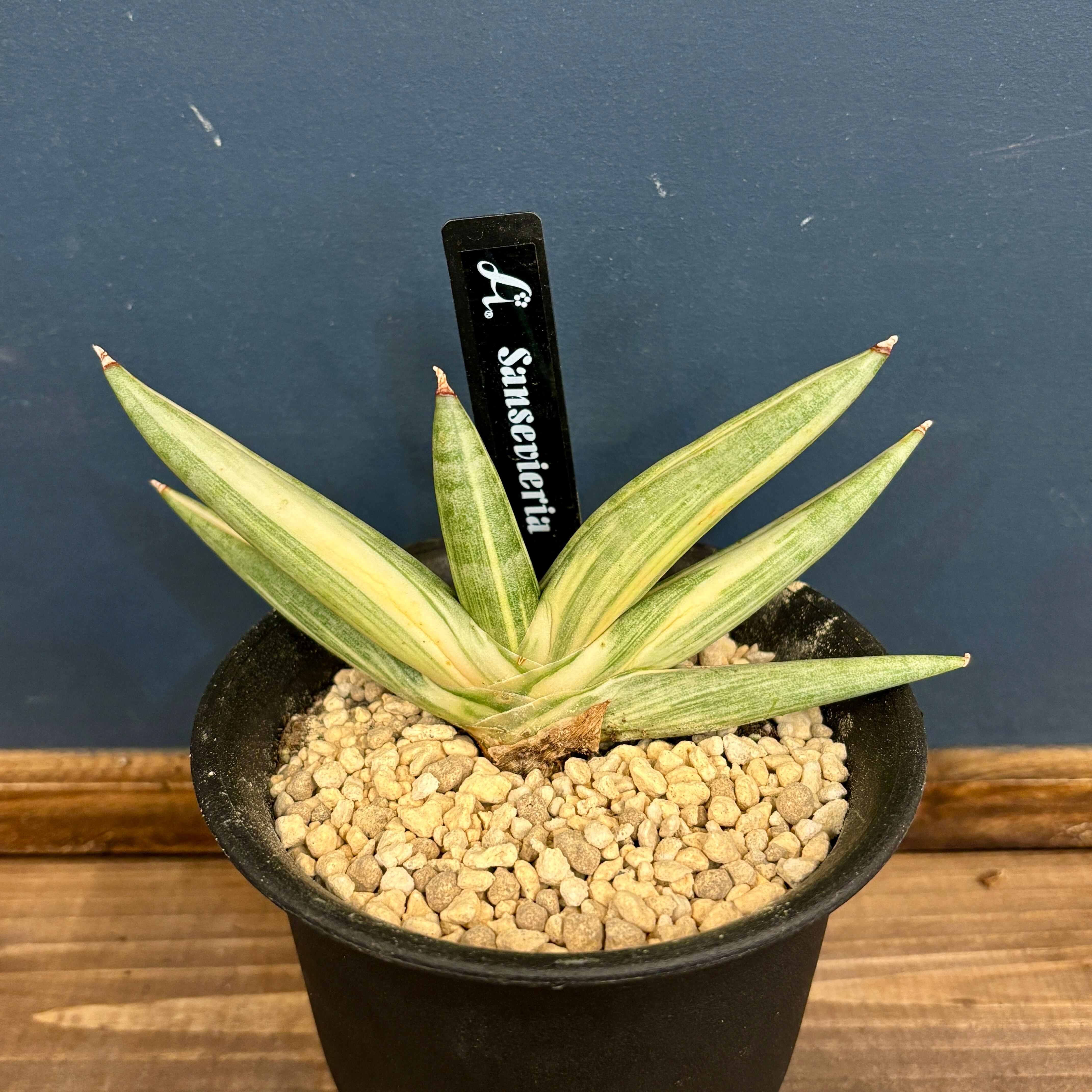 サンスベリア(サンセベリア) ユキオンナ【81】