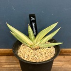 サンスベリア(サンセベリア) ユキオンナ【81】