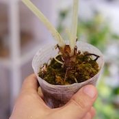 【斑入り】アロカシア ブラックベルベット⑦ / Alocasia reginula 'Variegated'│観葉植物