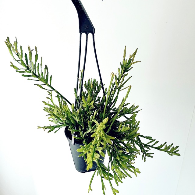 【再入荷】リプサリス エワルディアナ 観葉植物 calm cafe