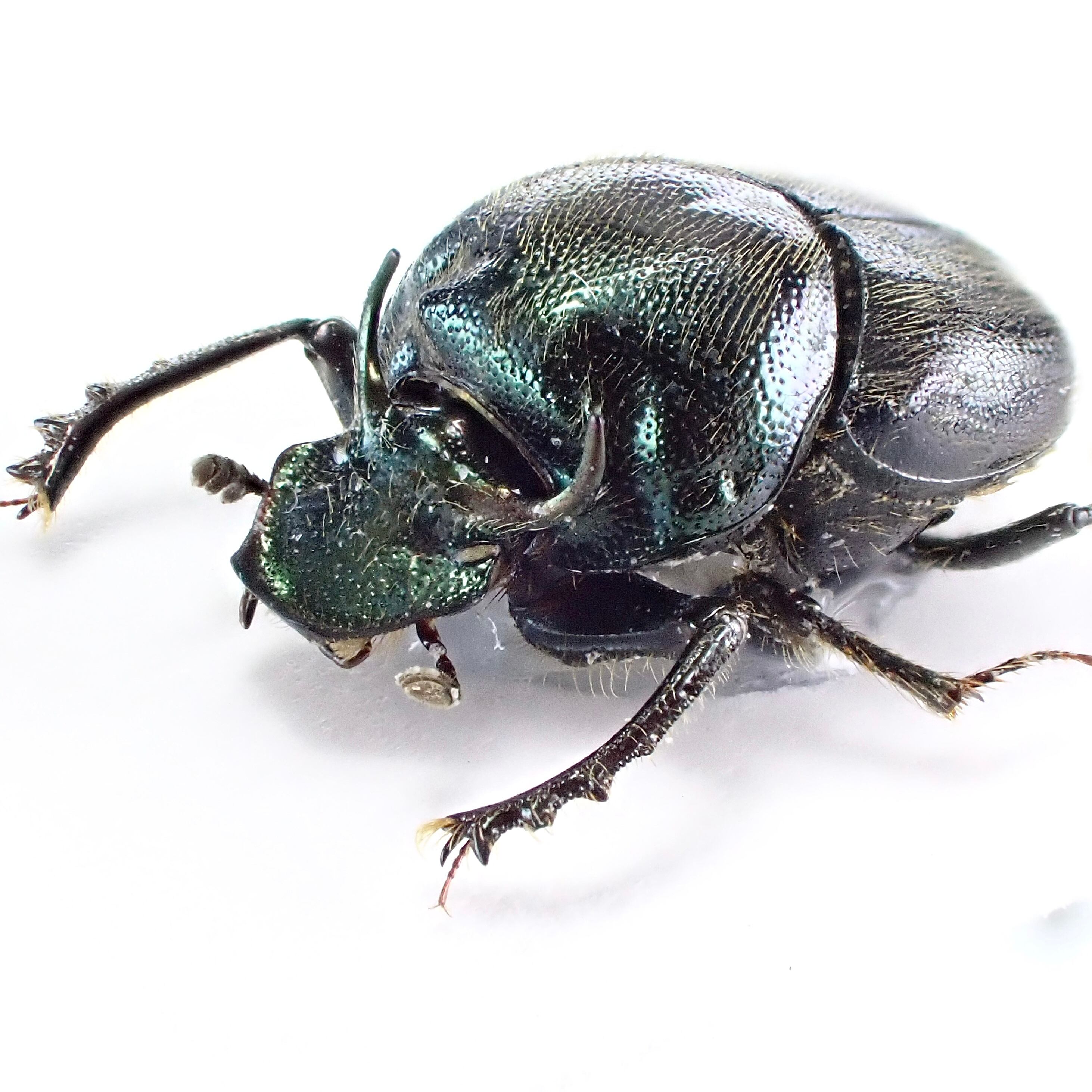 パナマ産　カレニーニキンイロコガネ　21mm パナマ産 Onthophagus crinitus ♂ 9mm | 昆虫標本 Diggers & Rollers