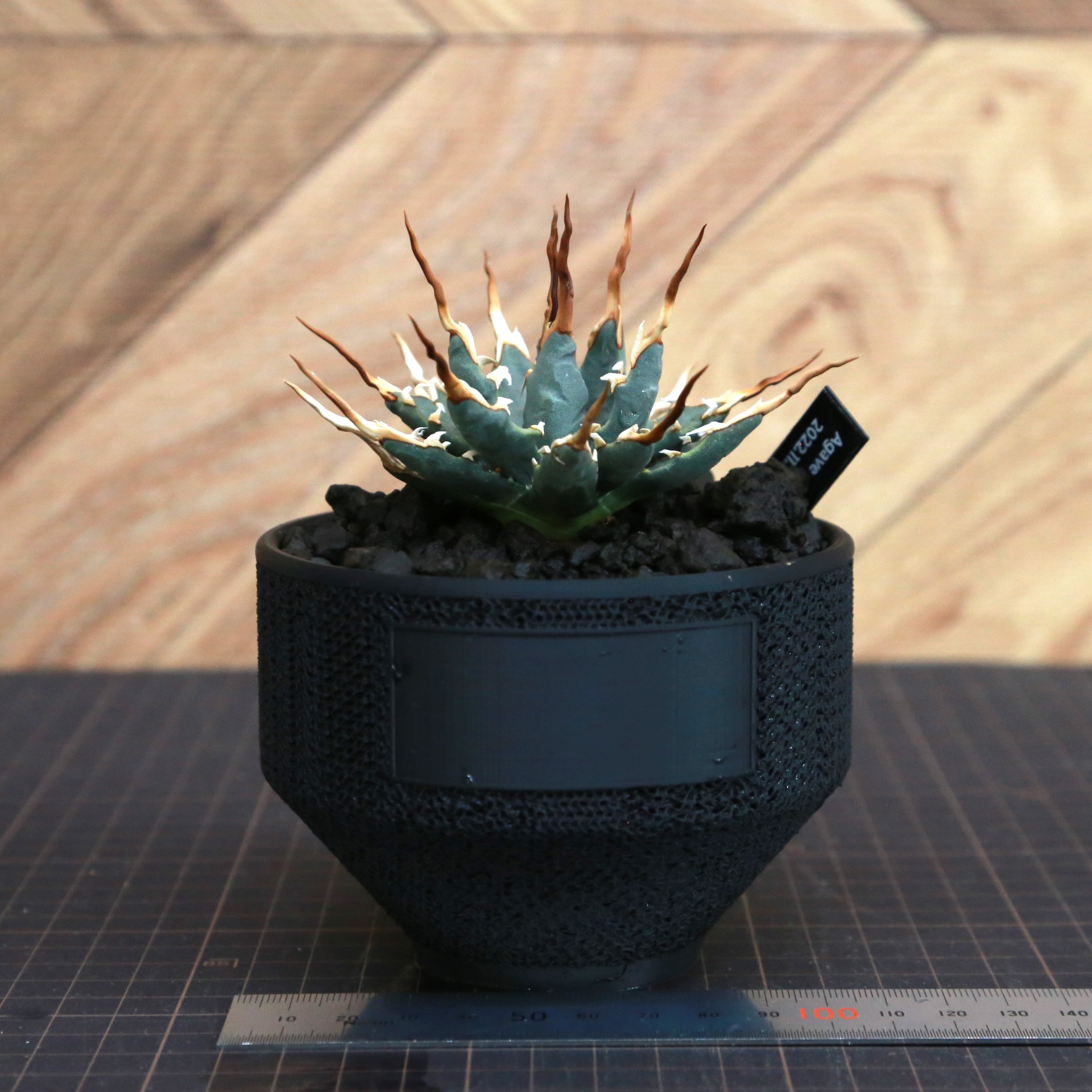 Agave utahensis eborispina アガベ エボリスピナ(実生3年・陽炎・短 Agave utahensis eborispina アガベ エボリスピナ(実生3年・陽炎・短