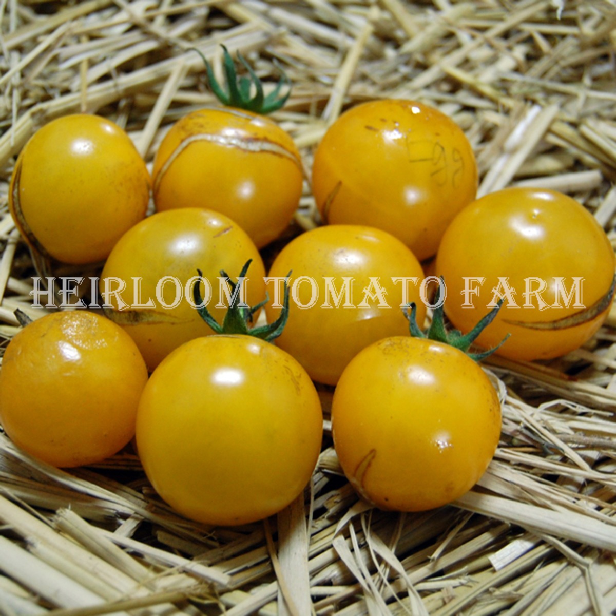 Heirloom Tomato® Egg Yolk エアルーム・トマト・エッグ・ヨーク Heirloom Tomato Farm