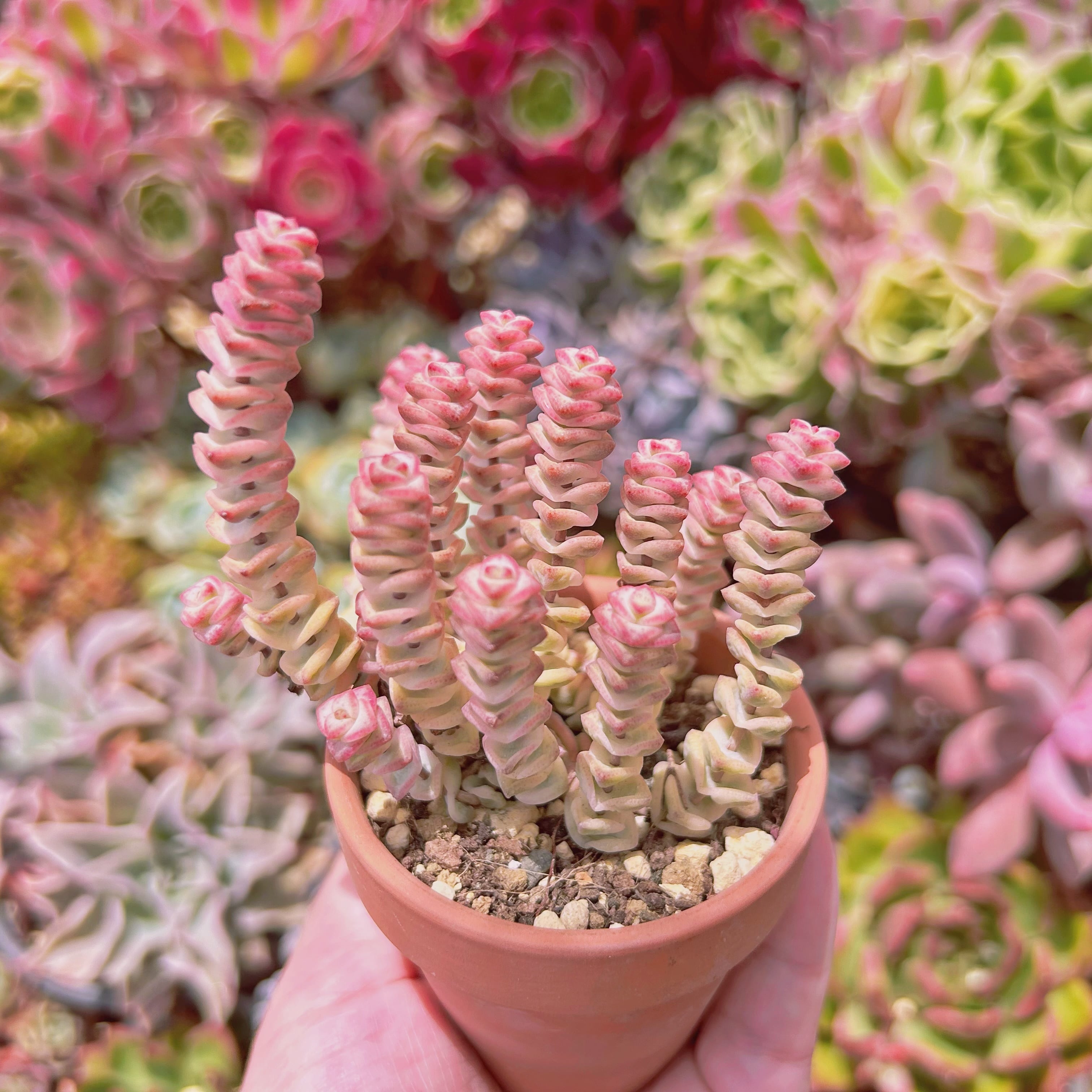 loscenteコーナー　　ダウニー錦　ツルギダ錦他　多肉植物 loscenteコーナー ダウニー錦 ツルギダ錦他 多肉植物 2204現物 多肉