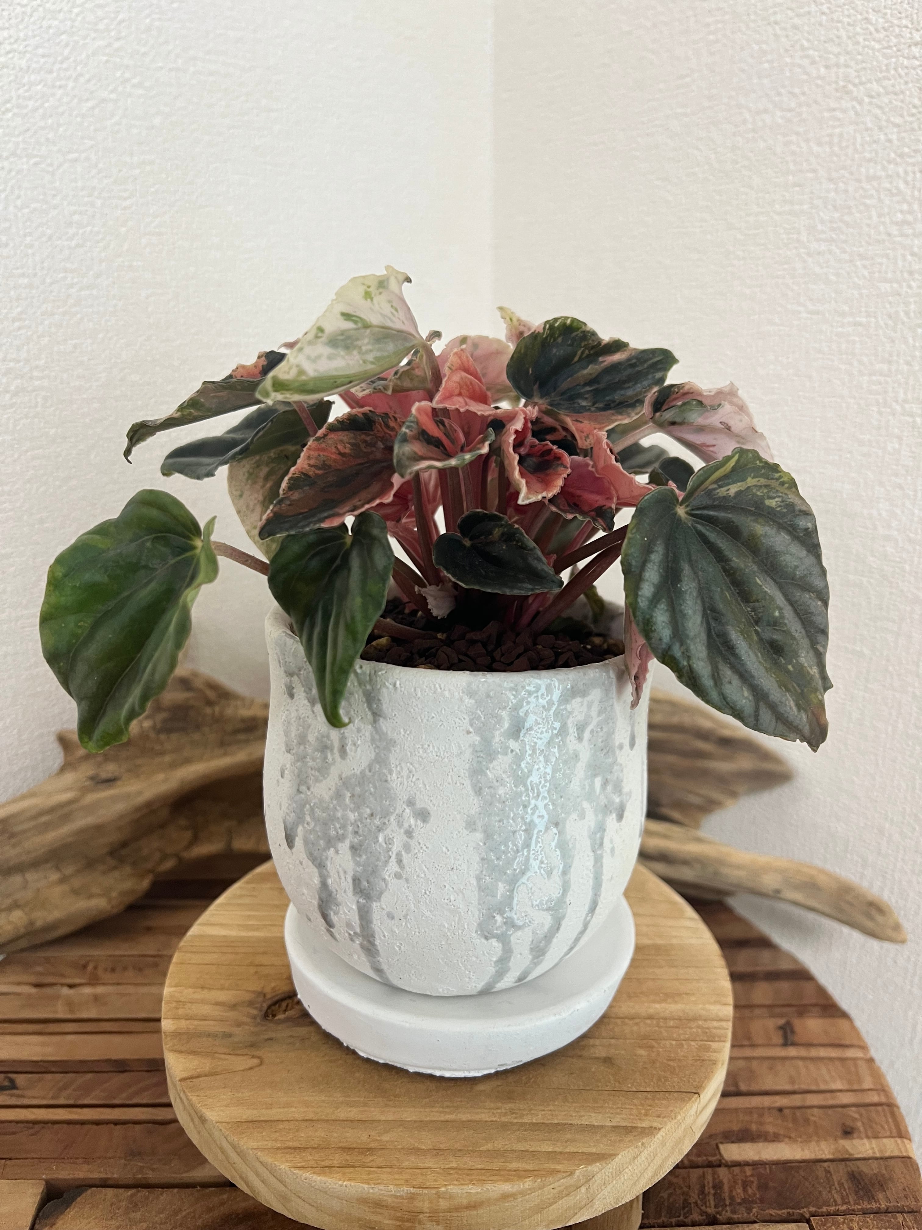 ペペロミア ニューピンクレディ