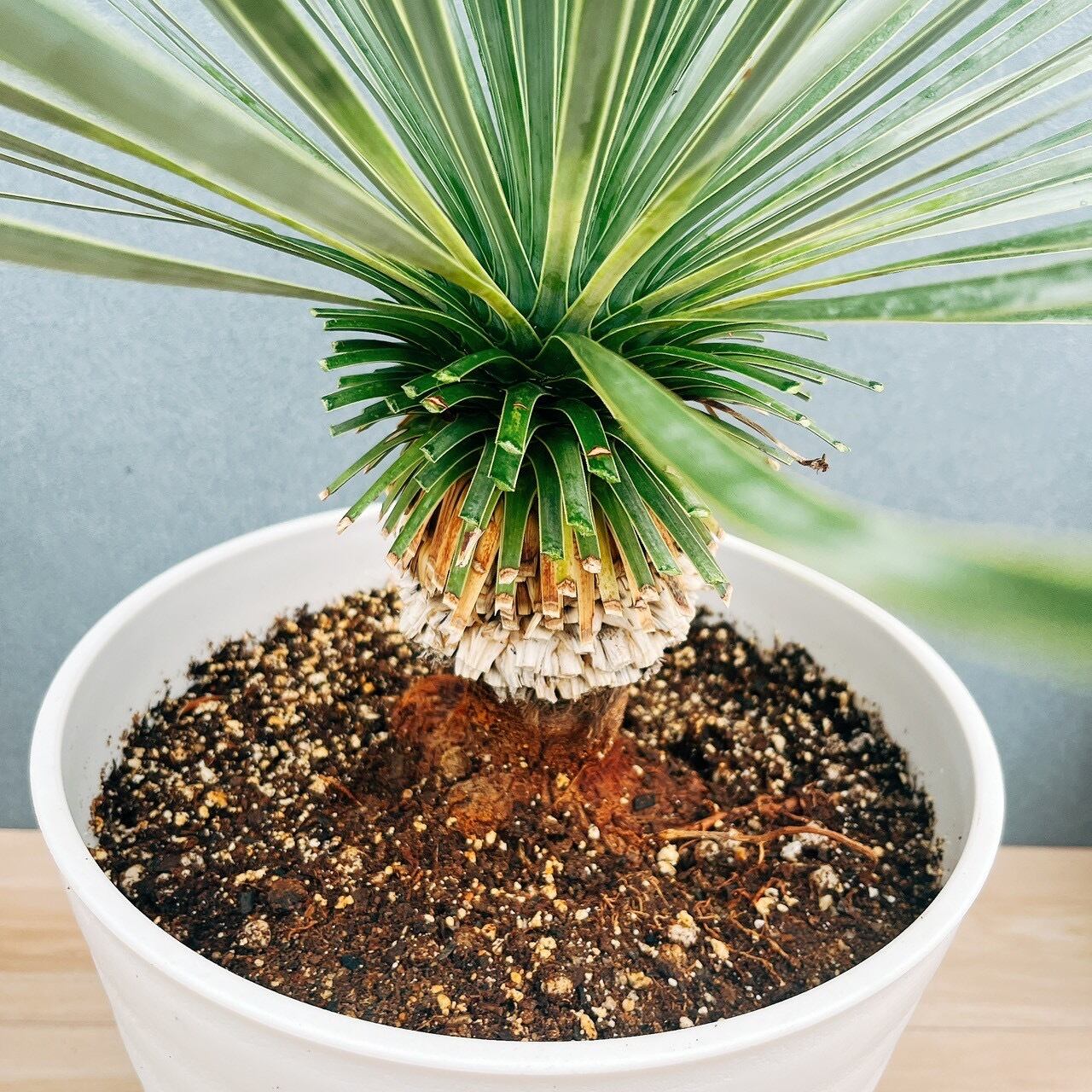現品］【希少】ユッカ ロストラータ 実生 短葉 幹立 10号 観葉植物