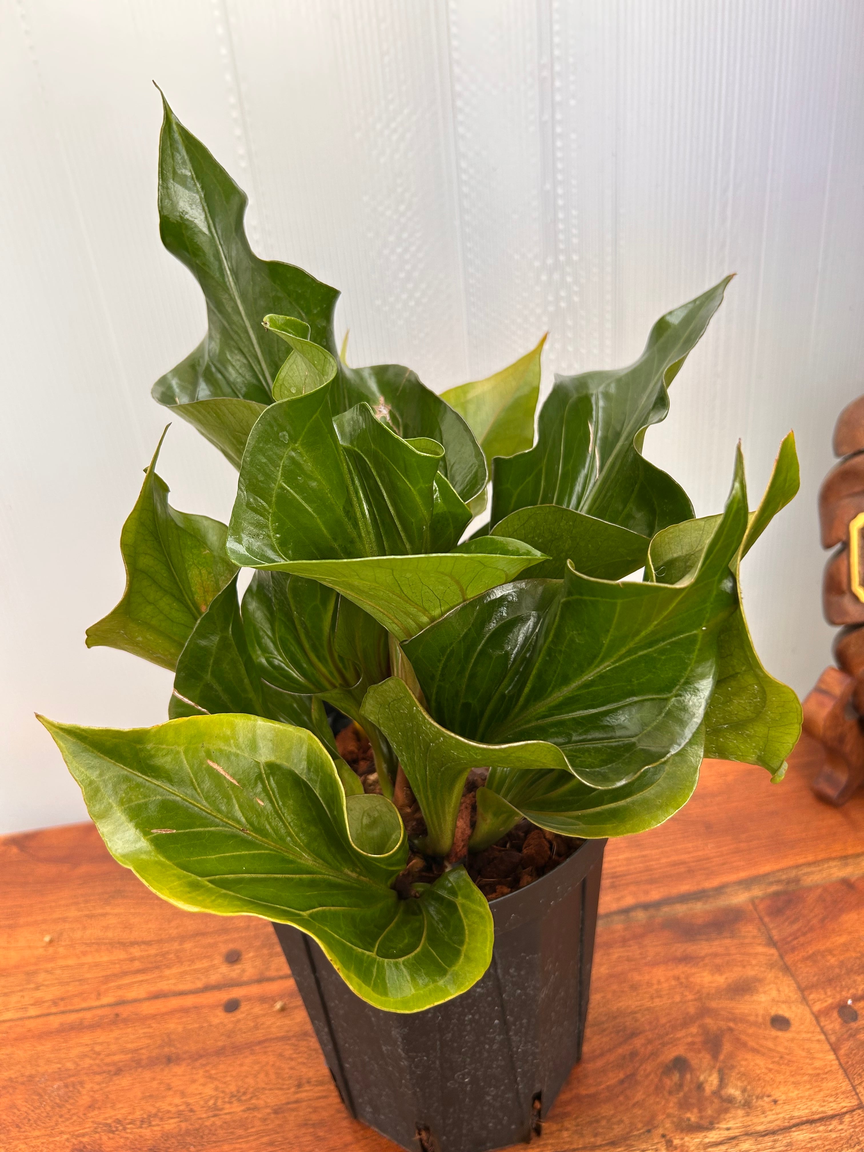 Anthurium | BALI-AN 園芸