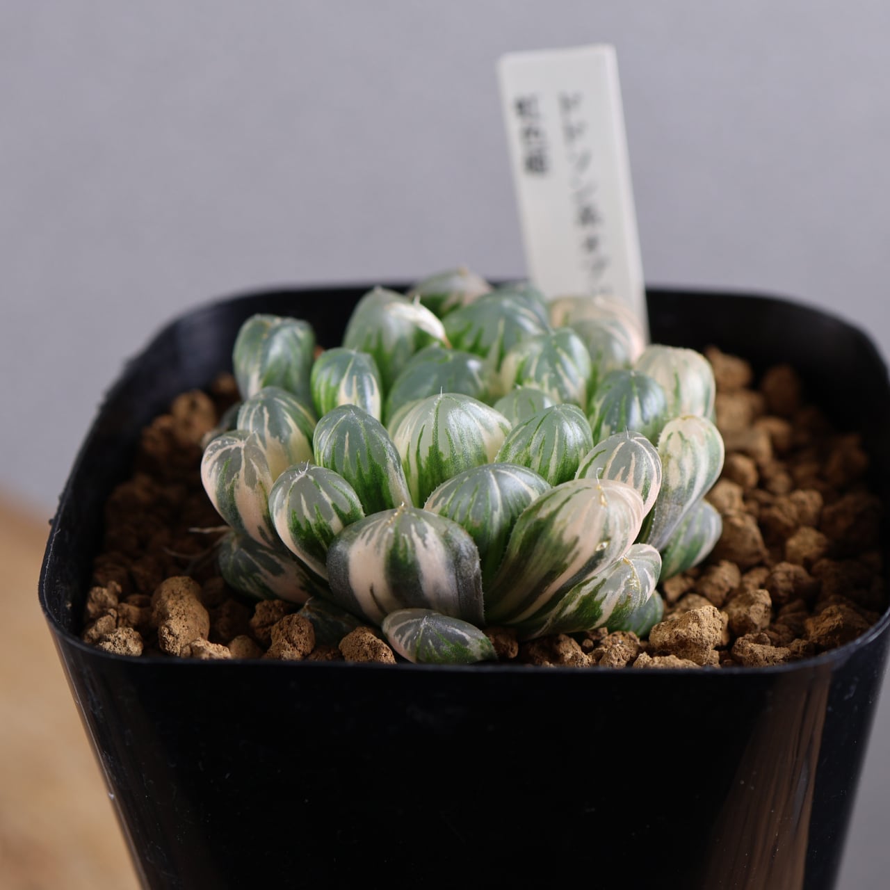 642『ハオルチア ドドソン系オブツーサ錦 虹色姫』観葉植物【送料無料