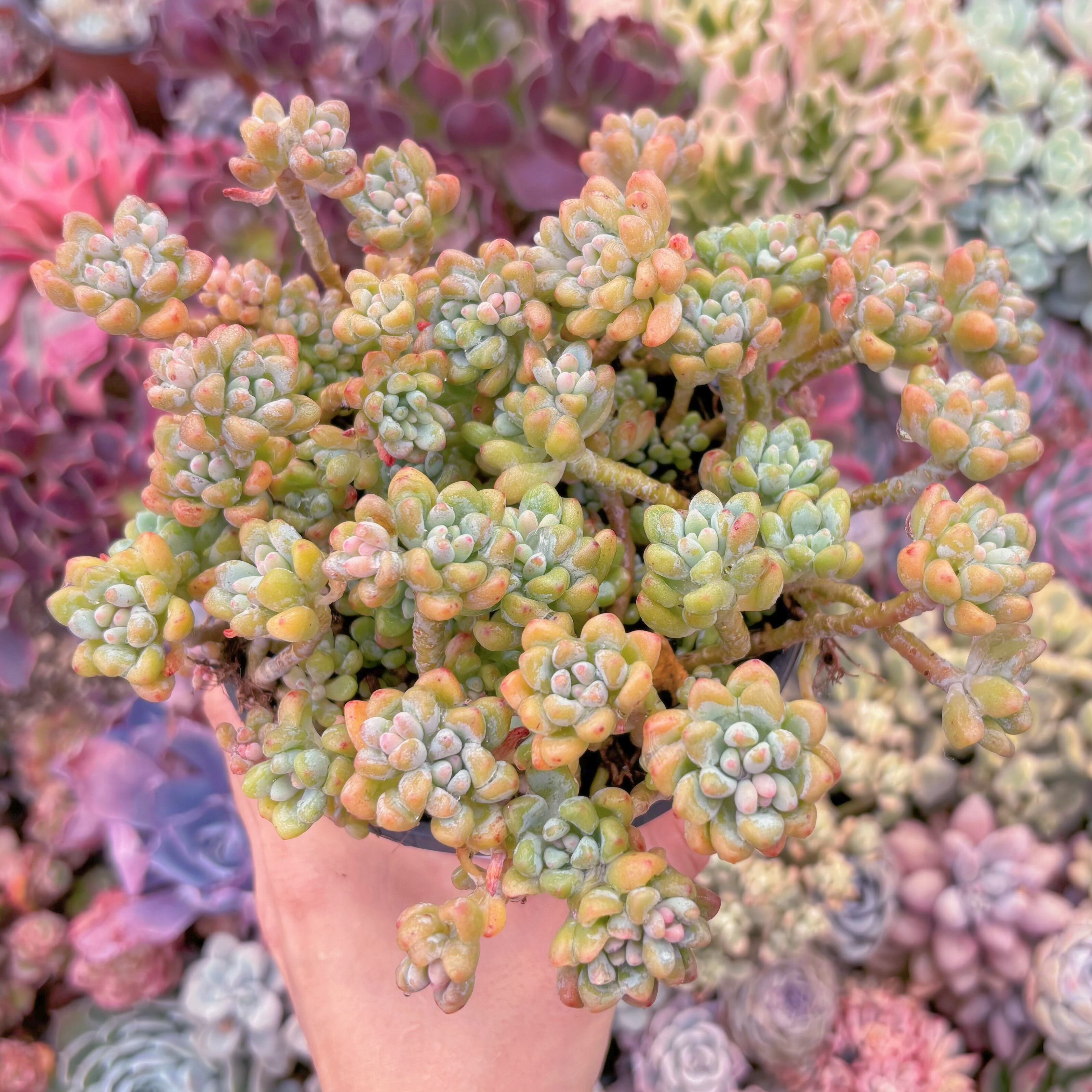 現品　ピンクビーン#783　特大群生　るる農園