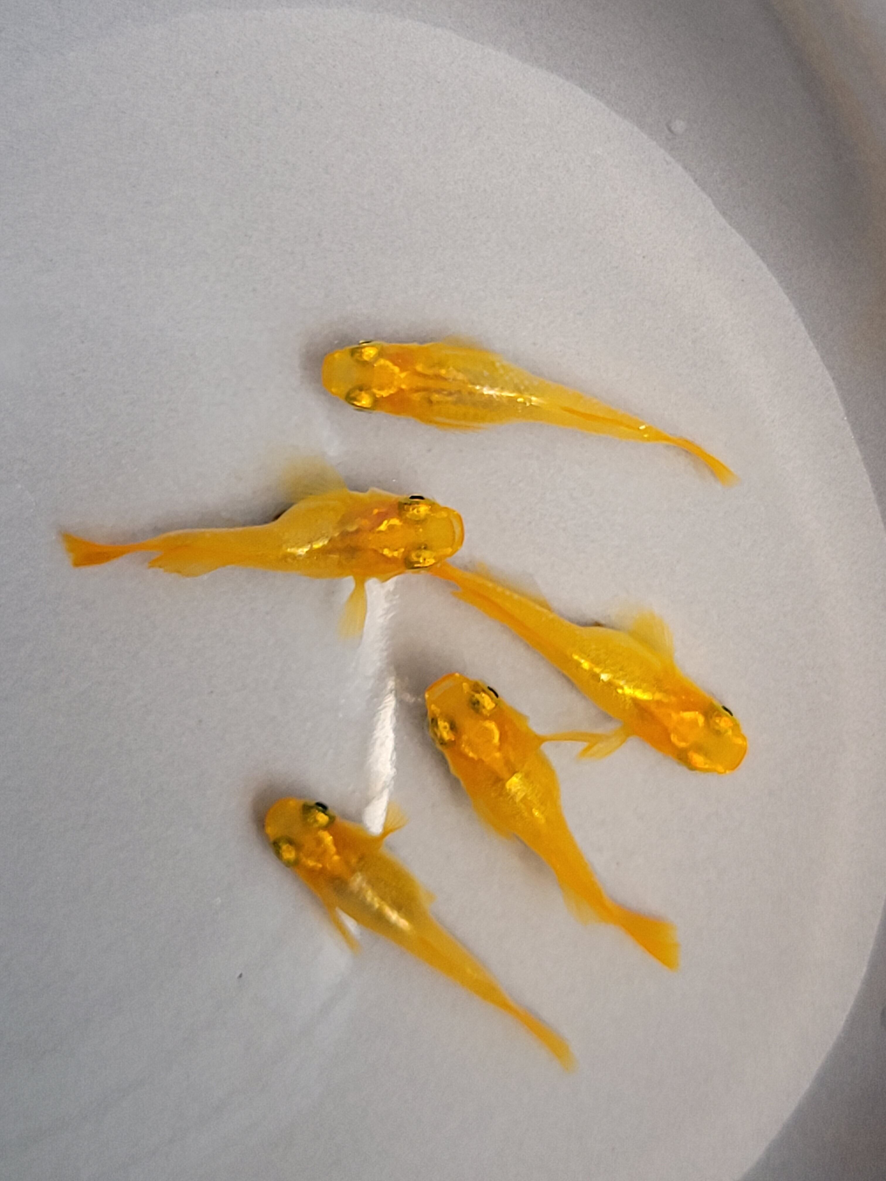 OB616 黄金べっ甲 めだか (ショート体型) 2ペア+オス1